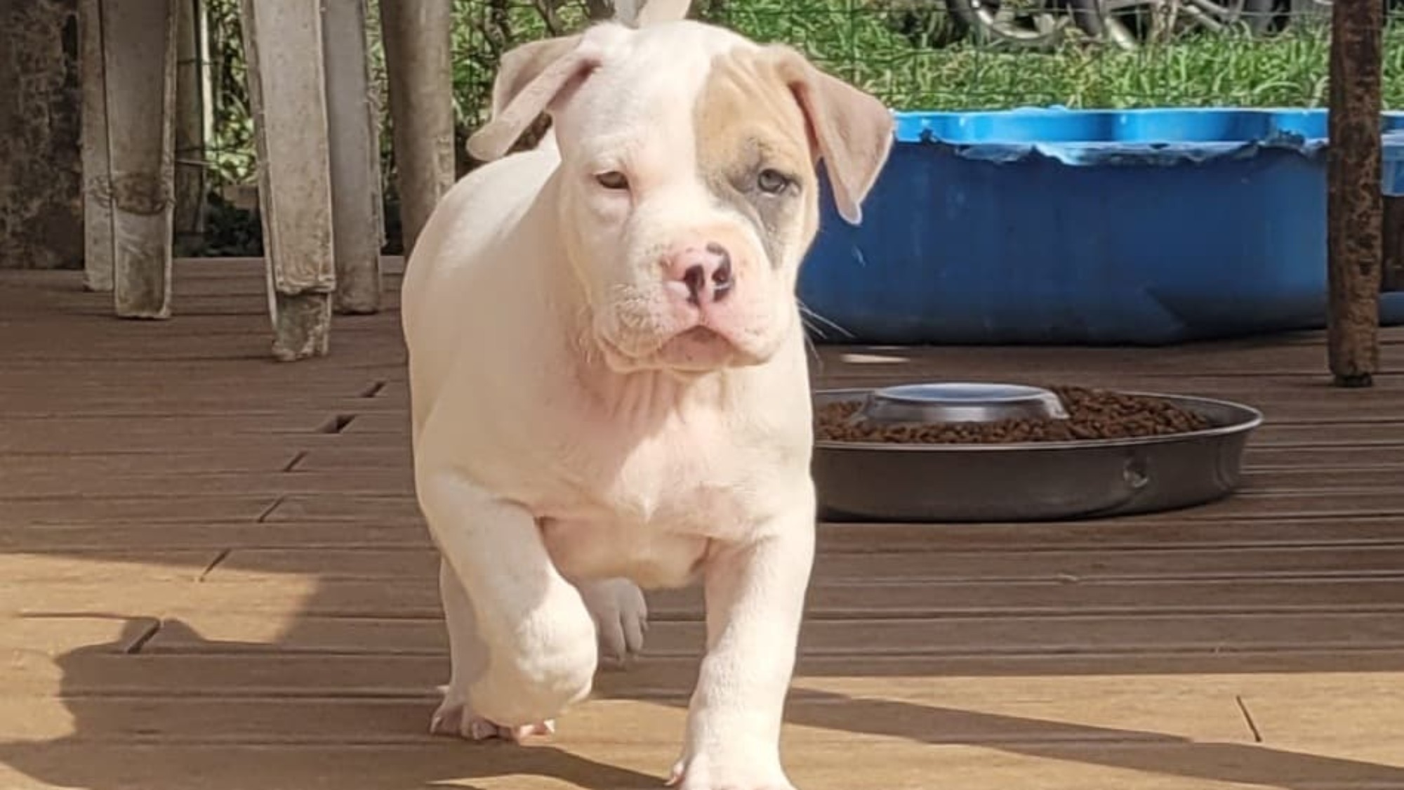 Chiot mâle bully xl blanche blue fawn aux yeux bleus