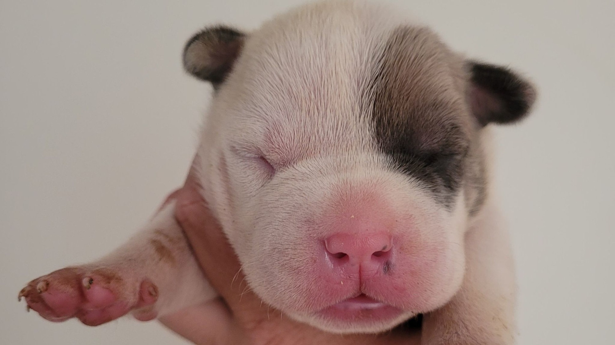 Chiot mâle bully xl blanche blue fawn aux yeux bleus