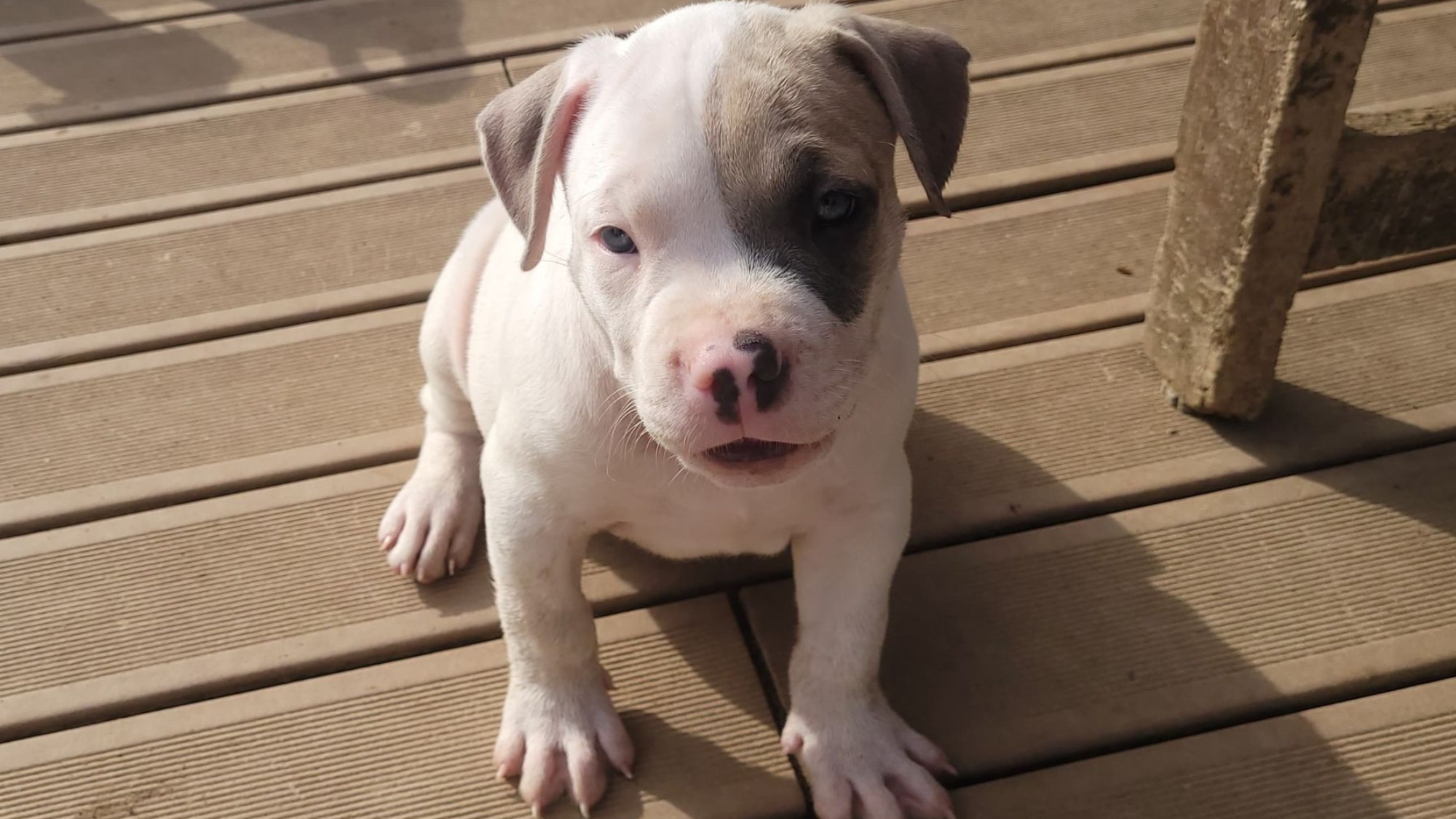 Chiot mâle bully xl blanche blue fawn aux yeux bleus