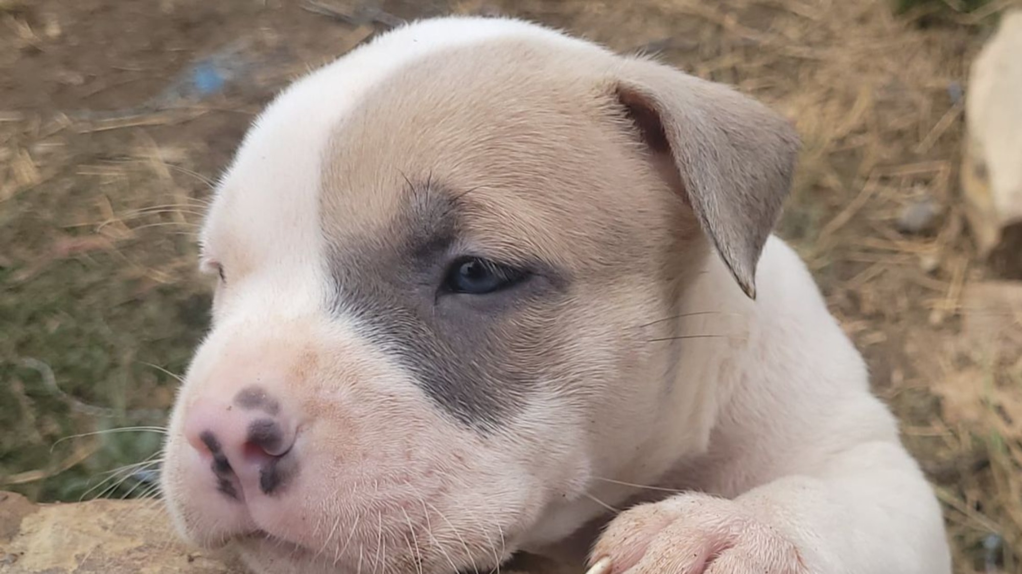 Chiot mâle bully xl blanche blue fawn aux yeux bleus