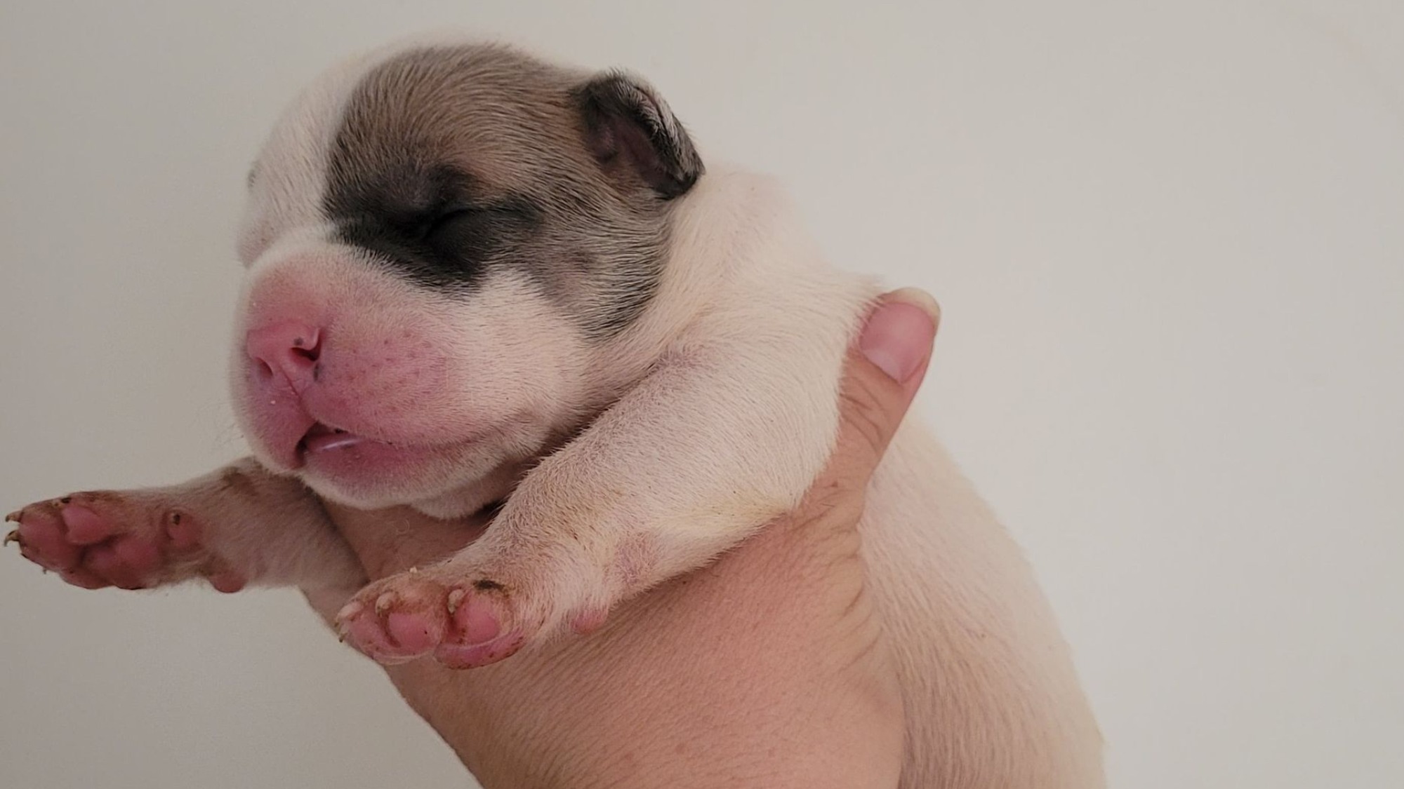 Chiot mâle bully xl blanche blue fawn aux yeux bleus