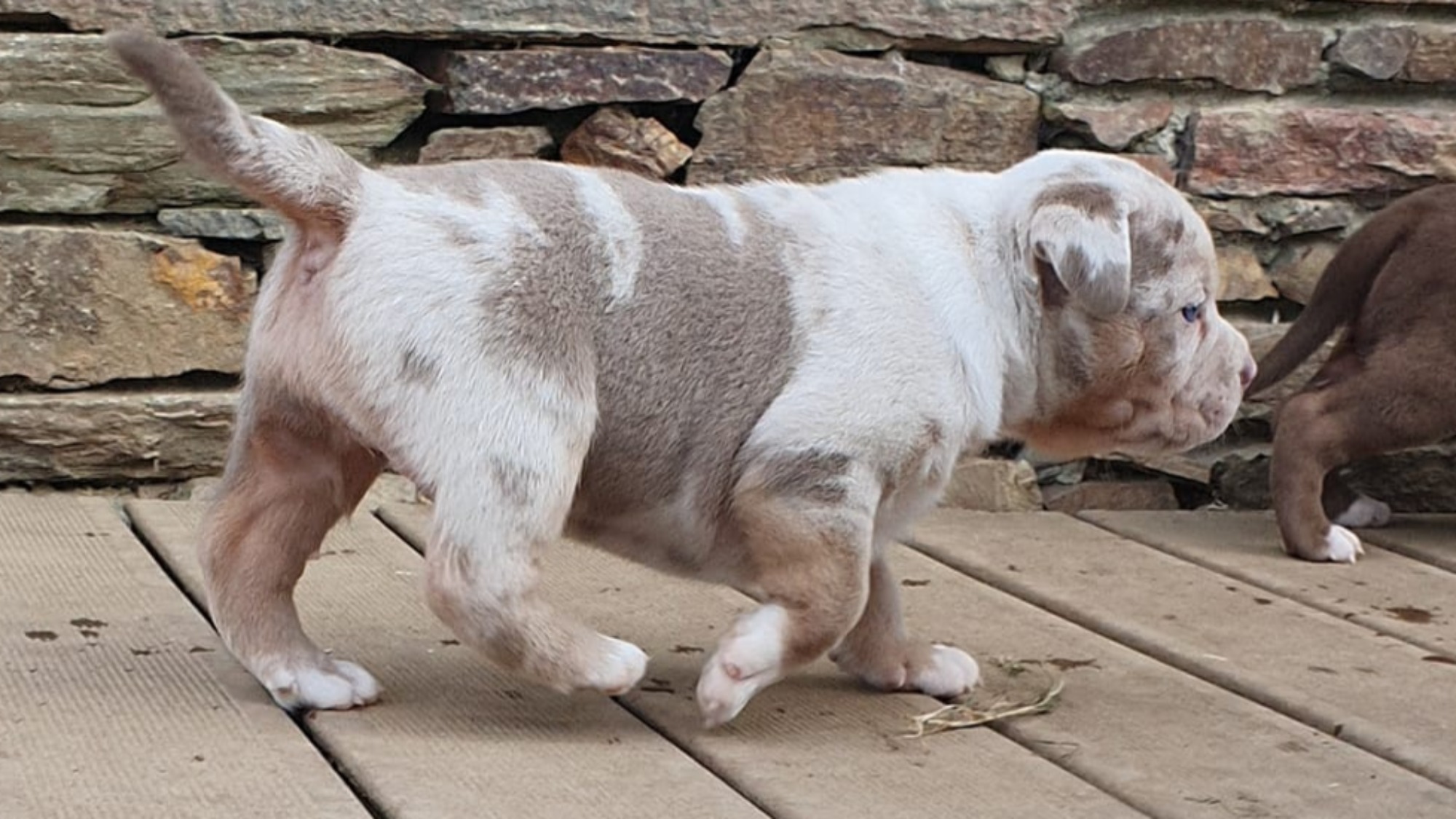 Chiot femelle bully xl trico merle lilac tri merle