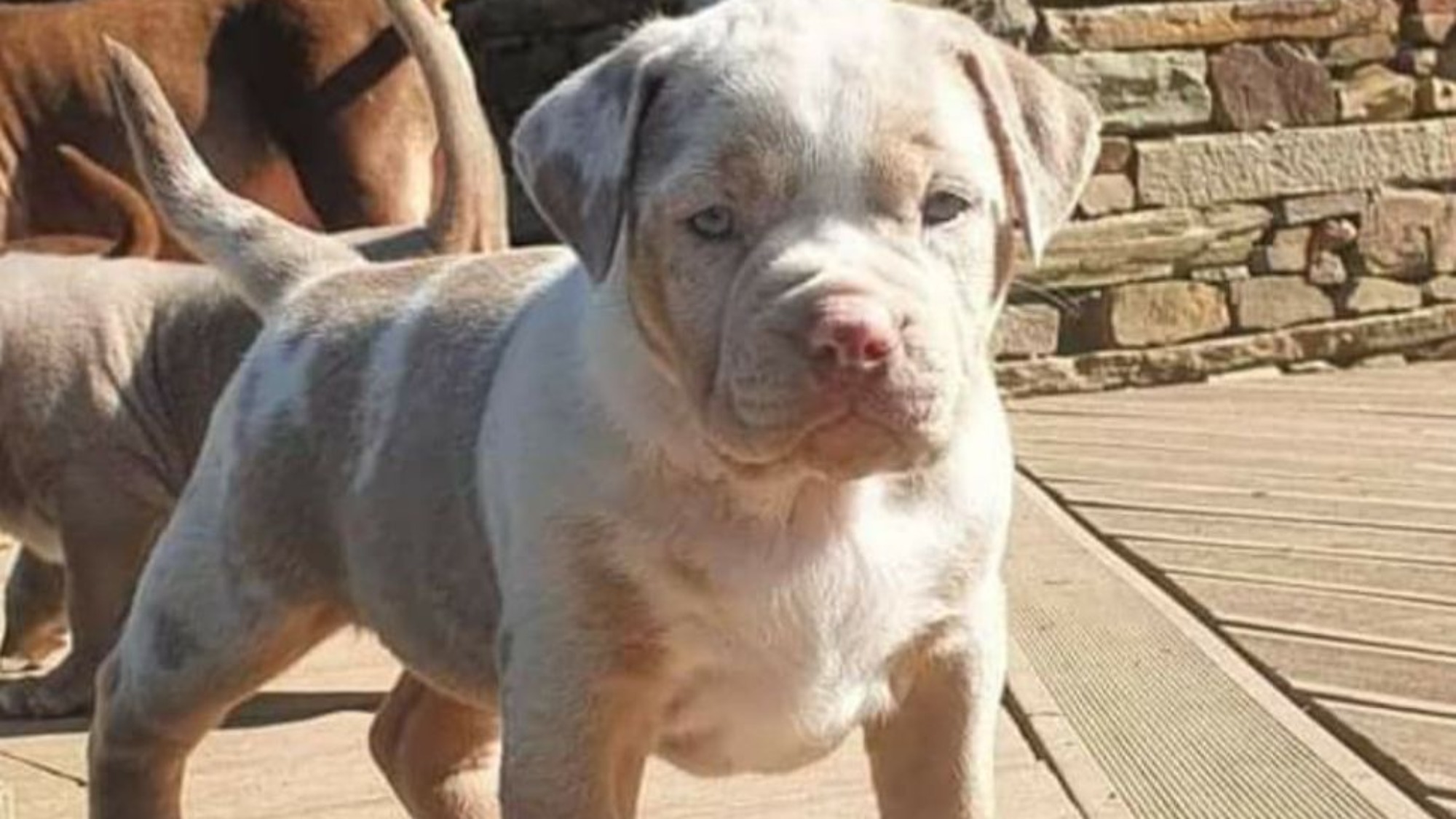 Chiot femelle bully xl trico merle lilac tri merle