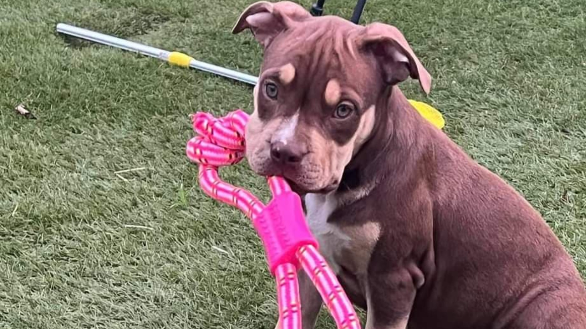 Chiot femelle bully xl trico choco Chiot femelle bully xl trico trico choco