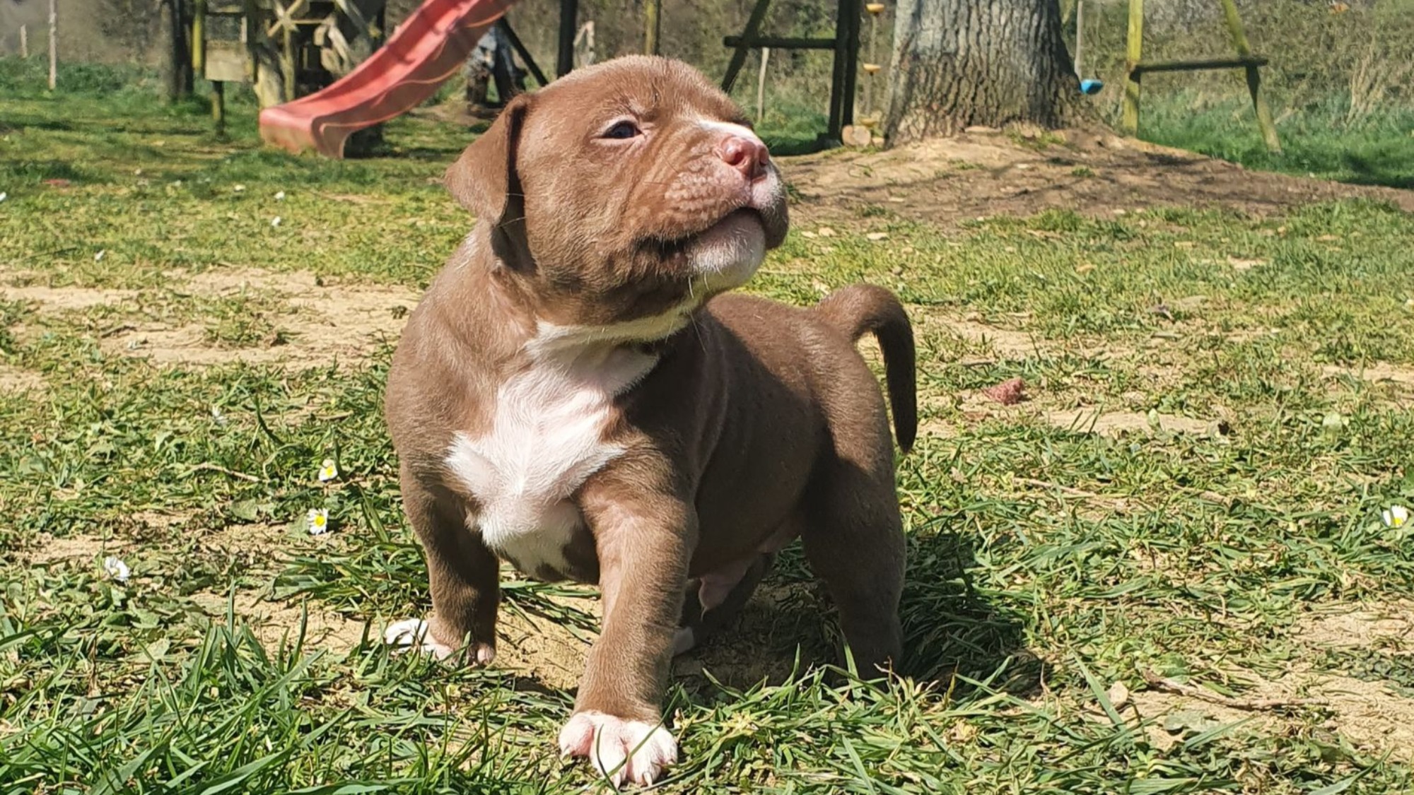 Chiot mâle bully xl chocolat Chiot mâle bully xl chocolat