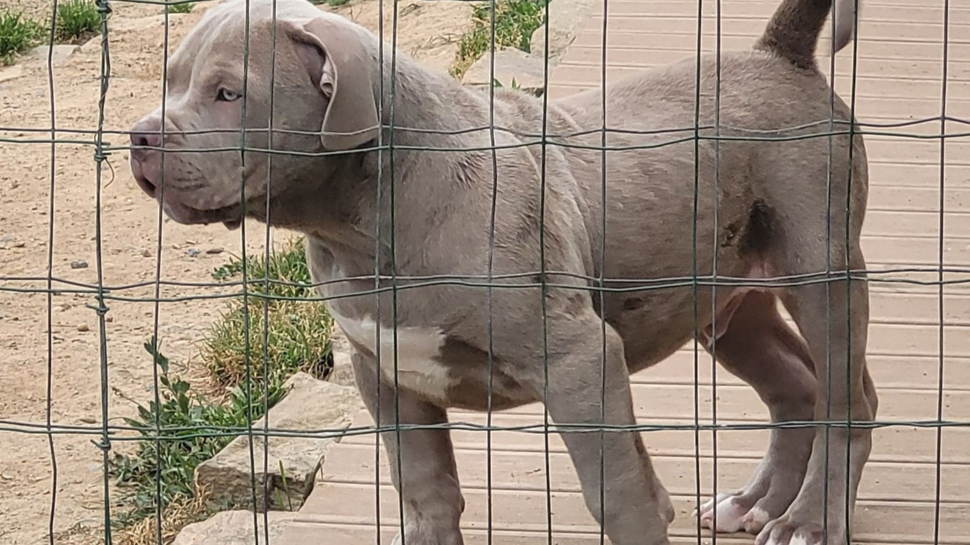 Chiot mâle bully xl lilac Chiot mâle bully xl lilac