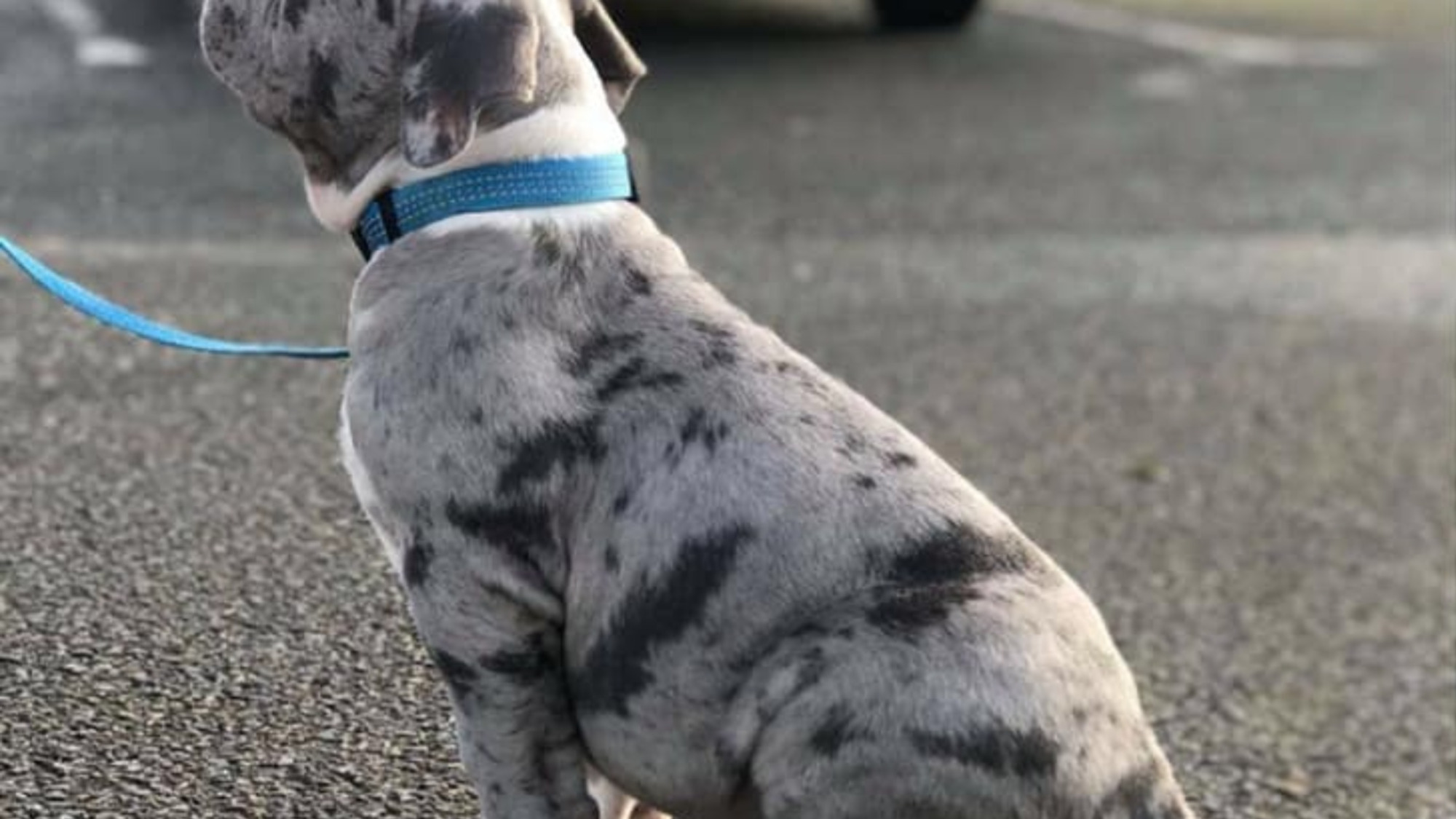 Chiot mâle bully xl merle