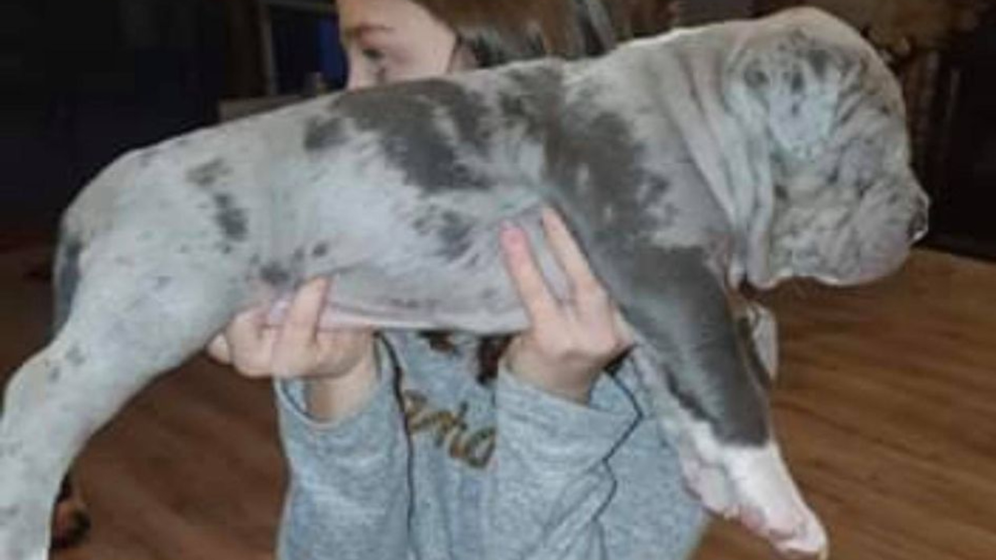 Chiot mâle bully xl merle bleu merle aux yeux bleu-gris