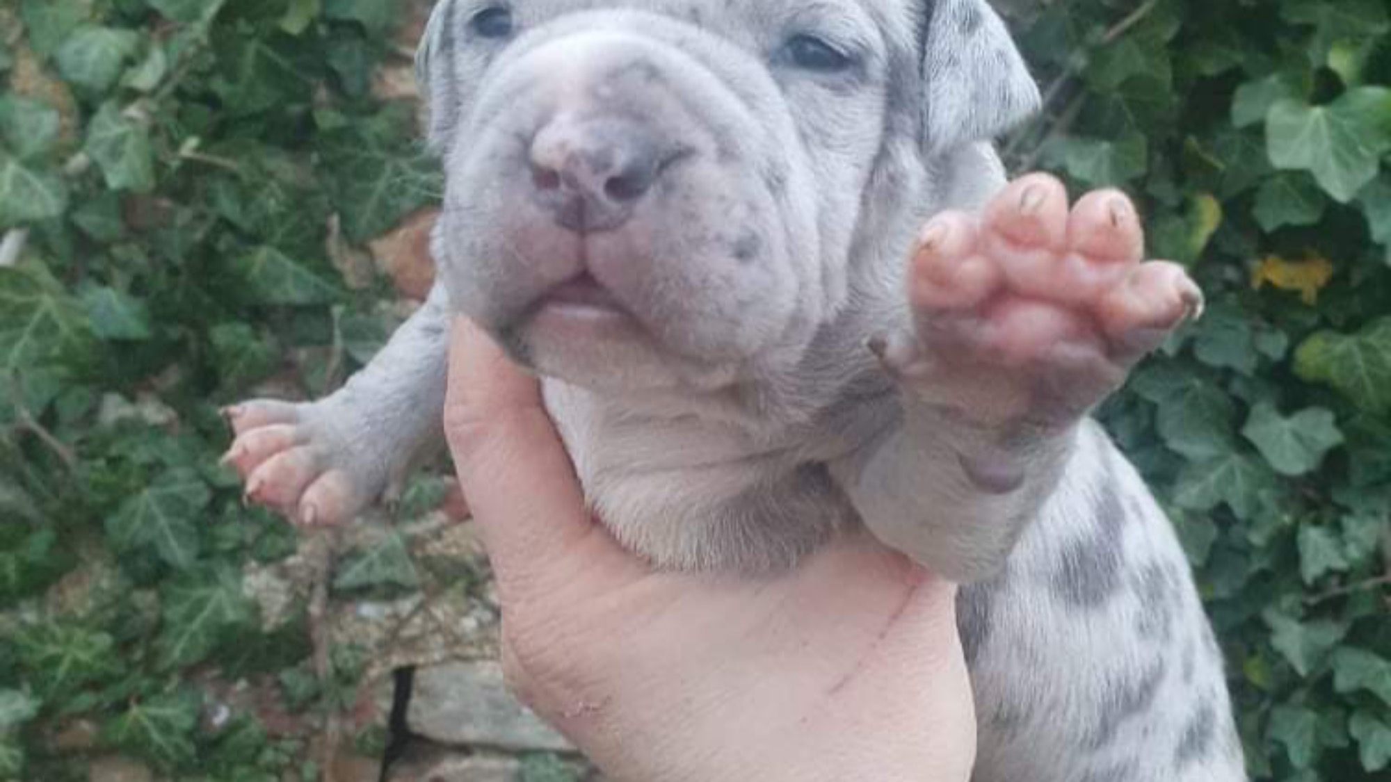 Chiot femelle bully xl