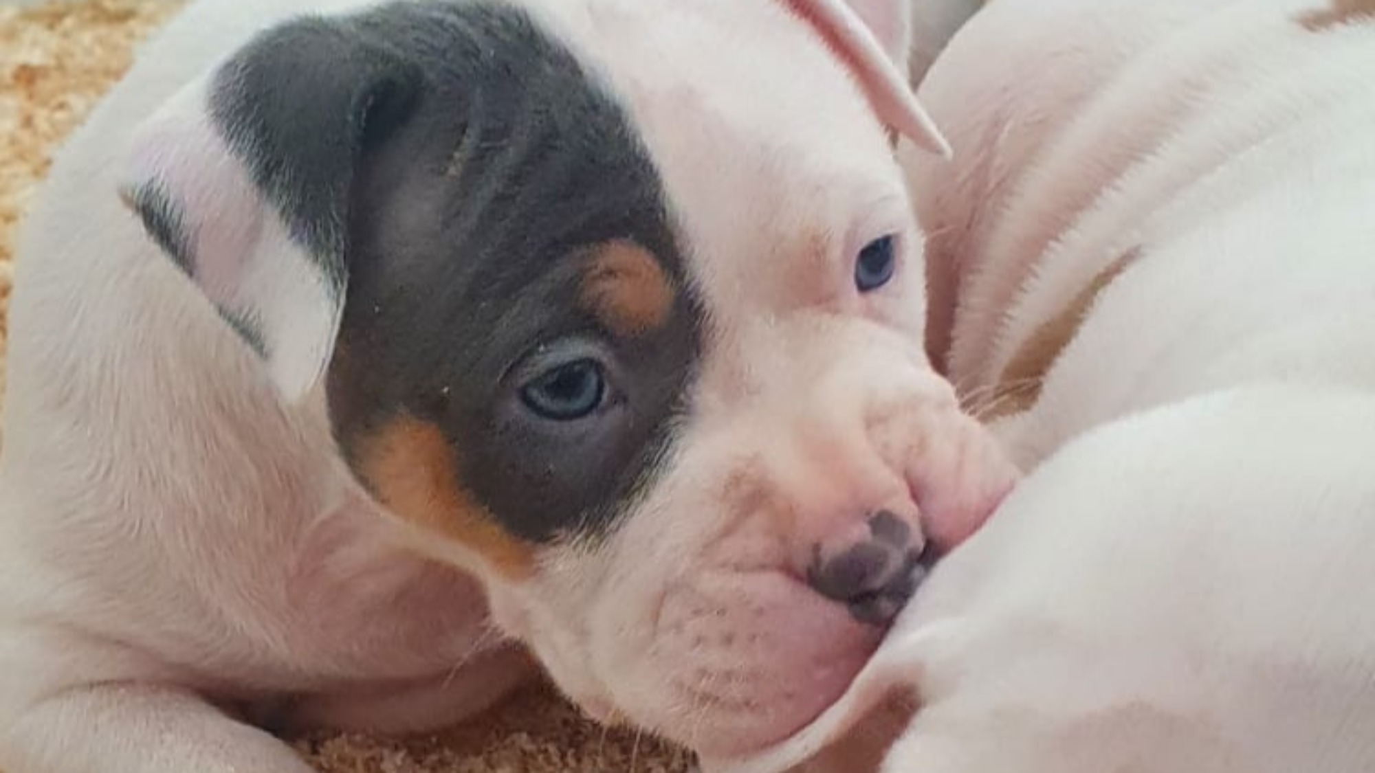 Chiot femelle bully xl