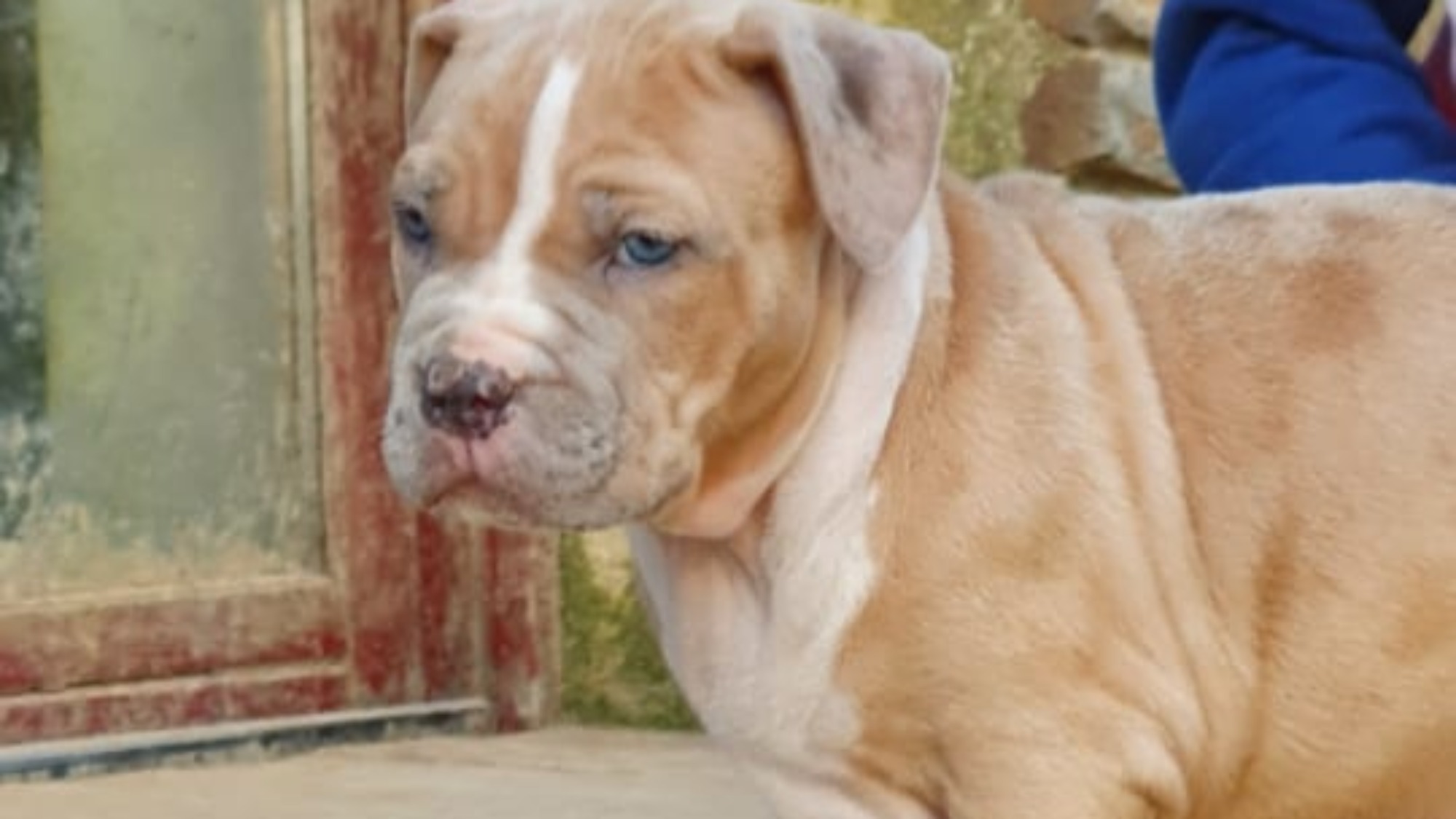 Chiot mâle bully xl