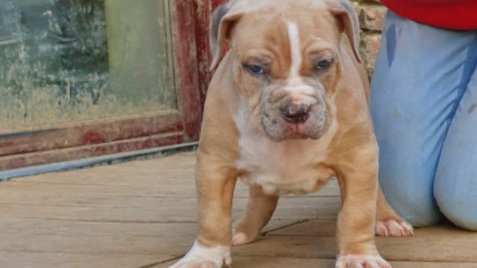 Chiot mâle bully xl