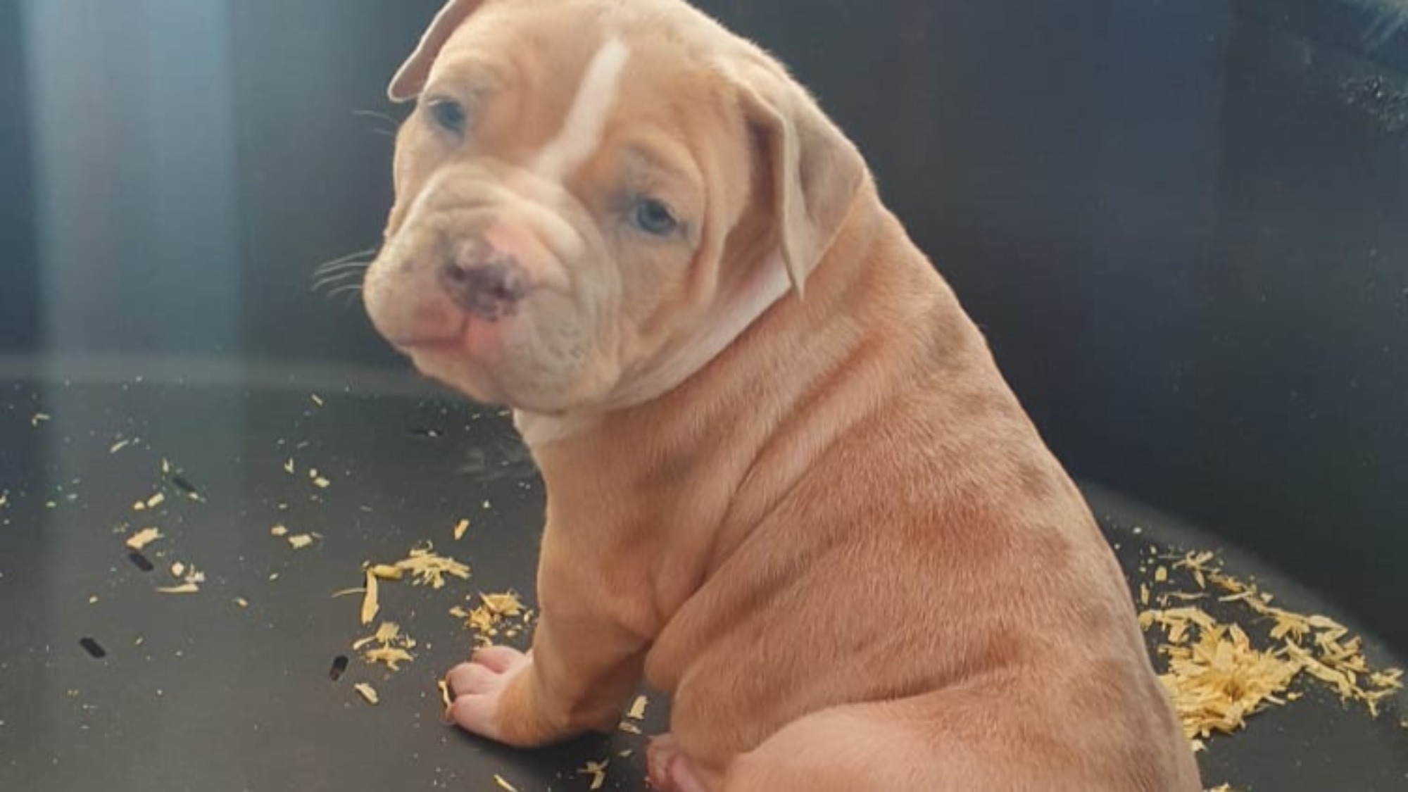 Chiot mâle bully xl