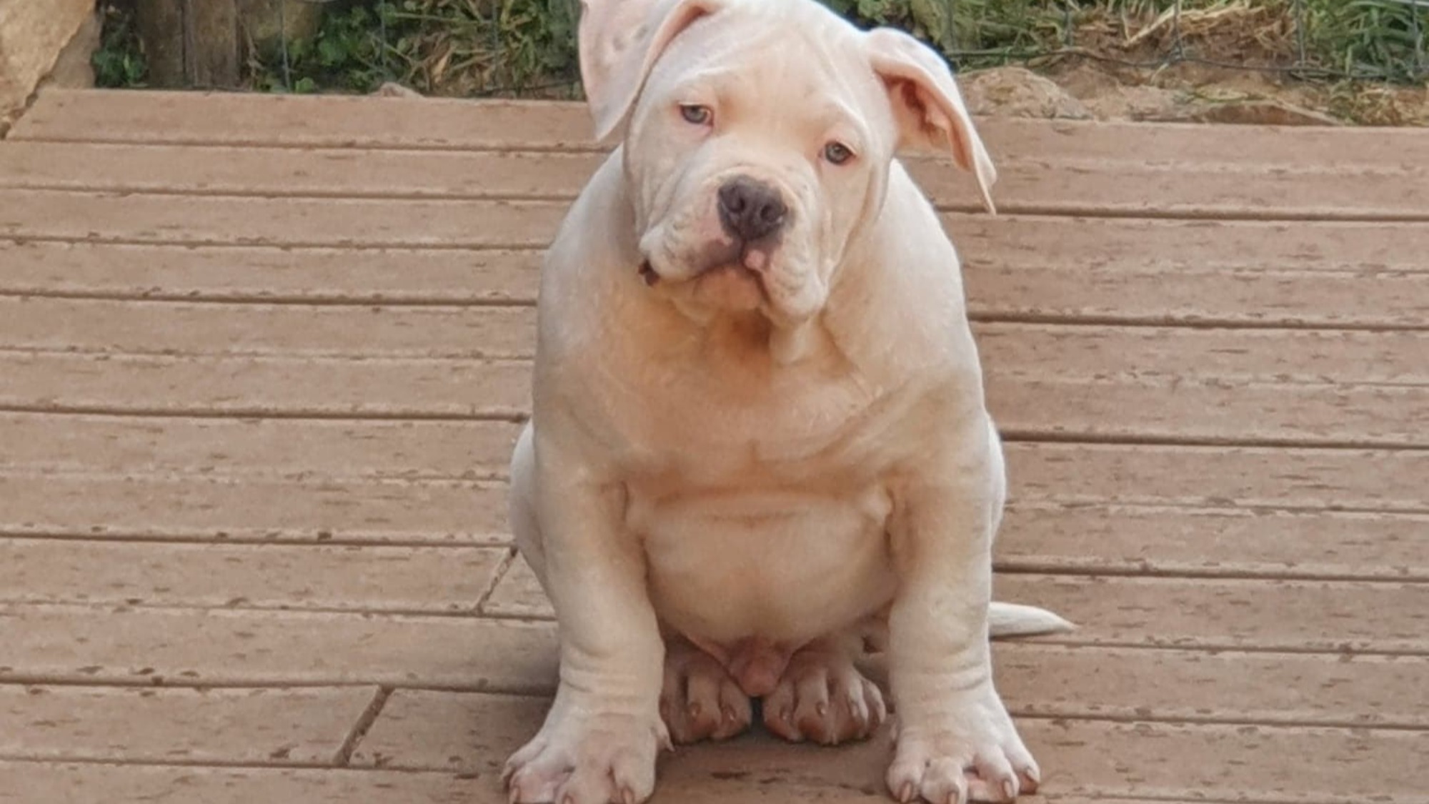 Chiot mâle bully xl