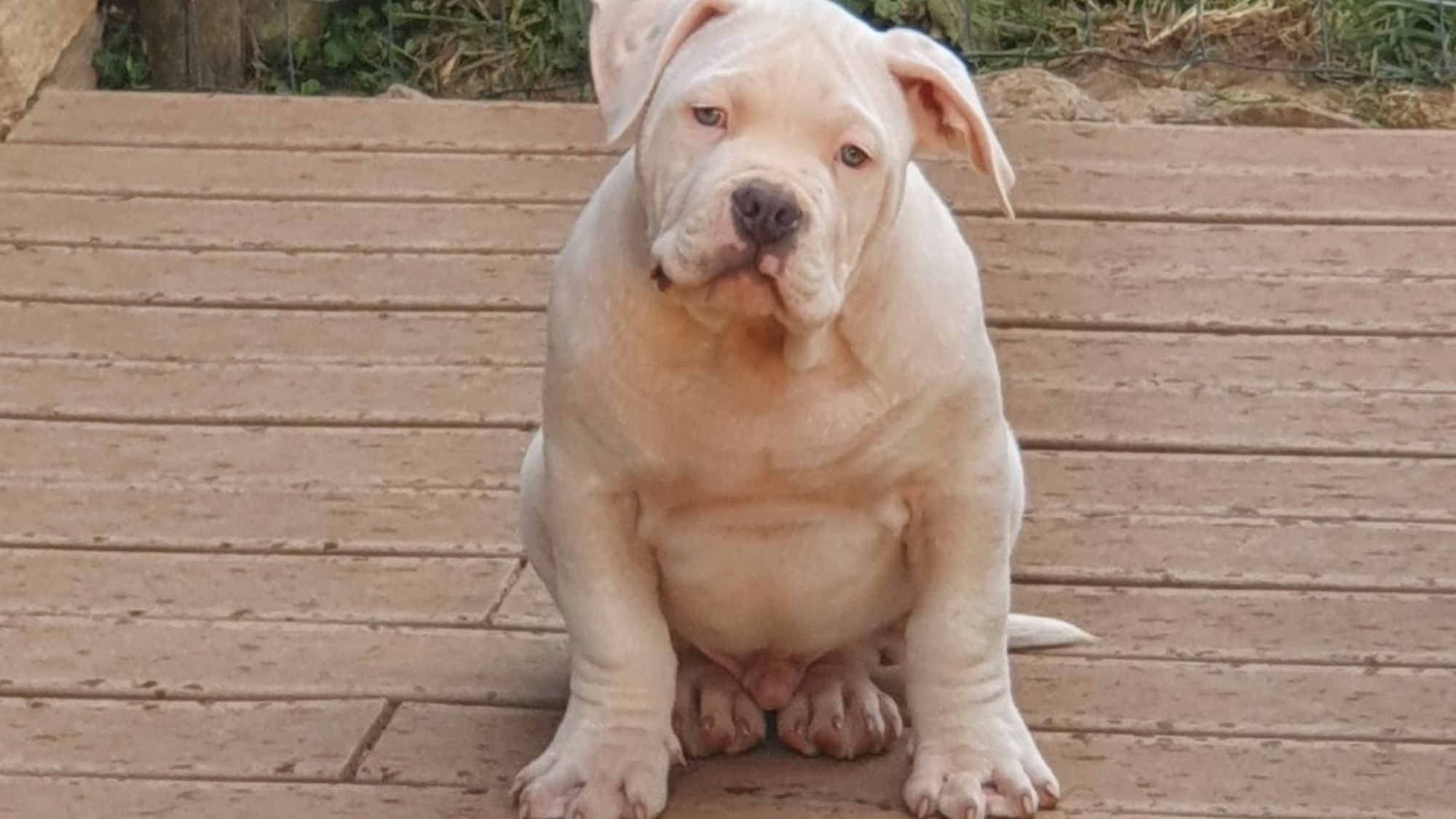 Chiot mâle bully xl