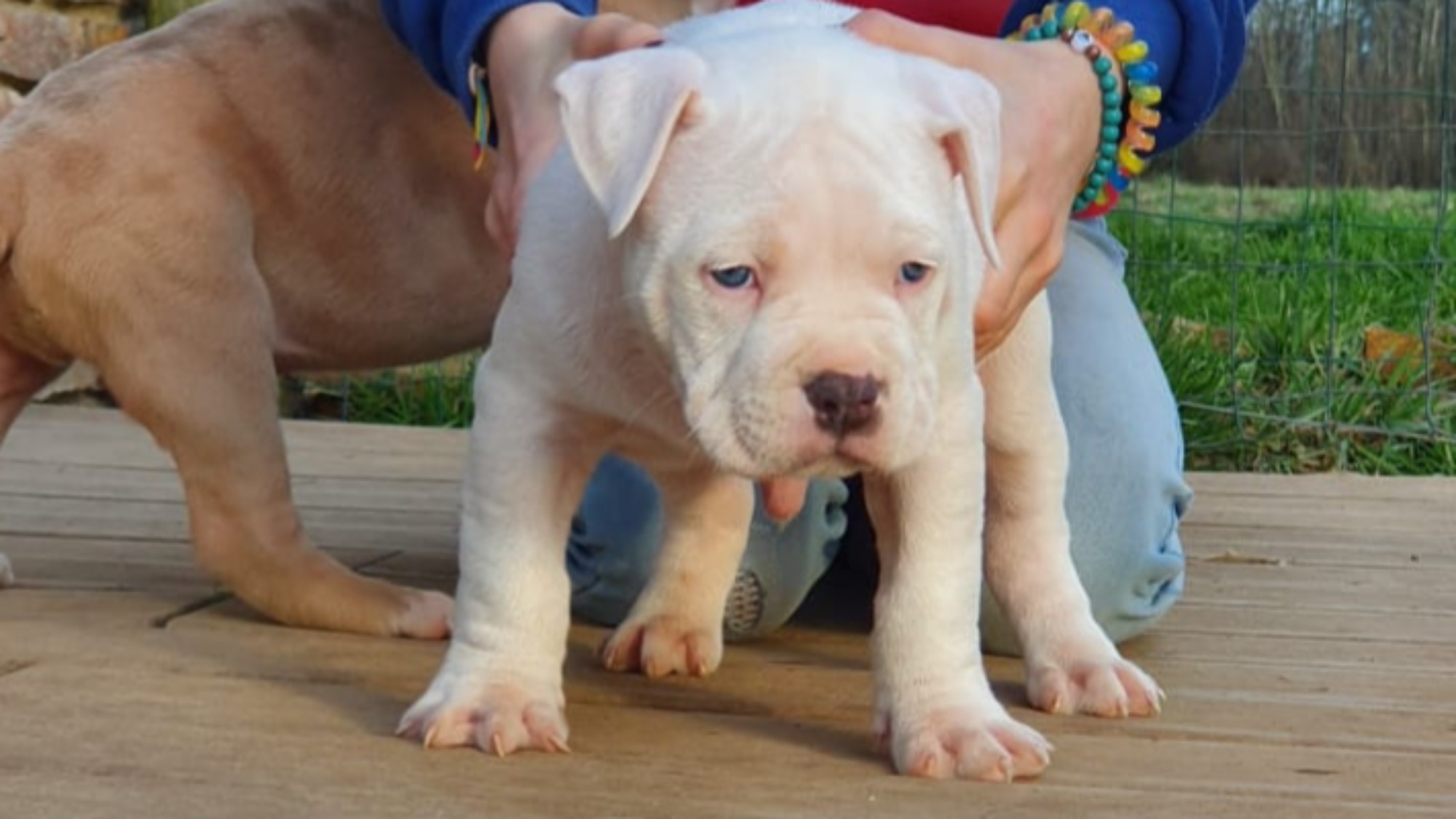 Chiot mâle bully xl