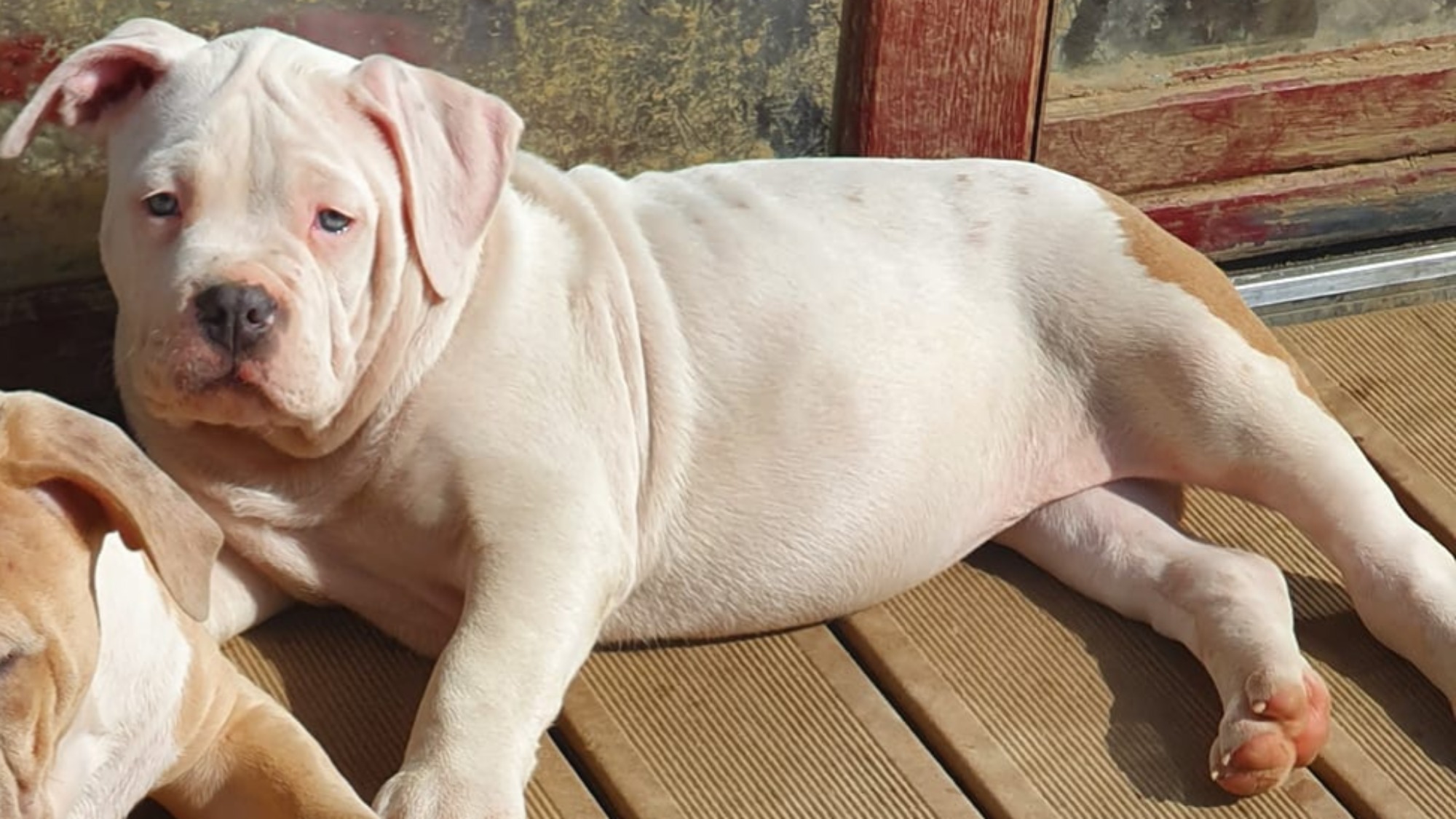 Chiot mâle bully xl