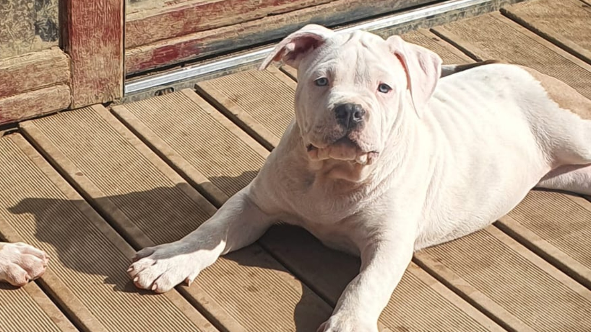 Chiot mâle bully xl