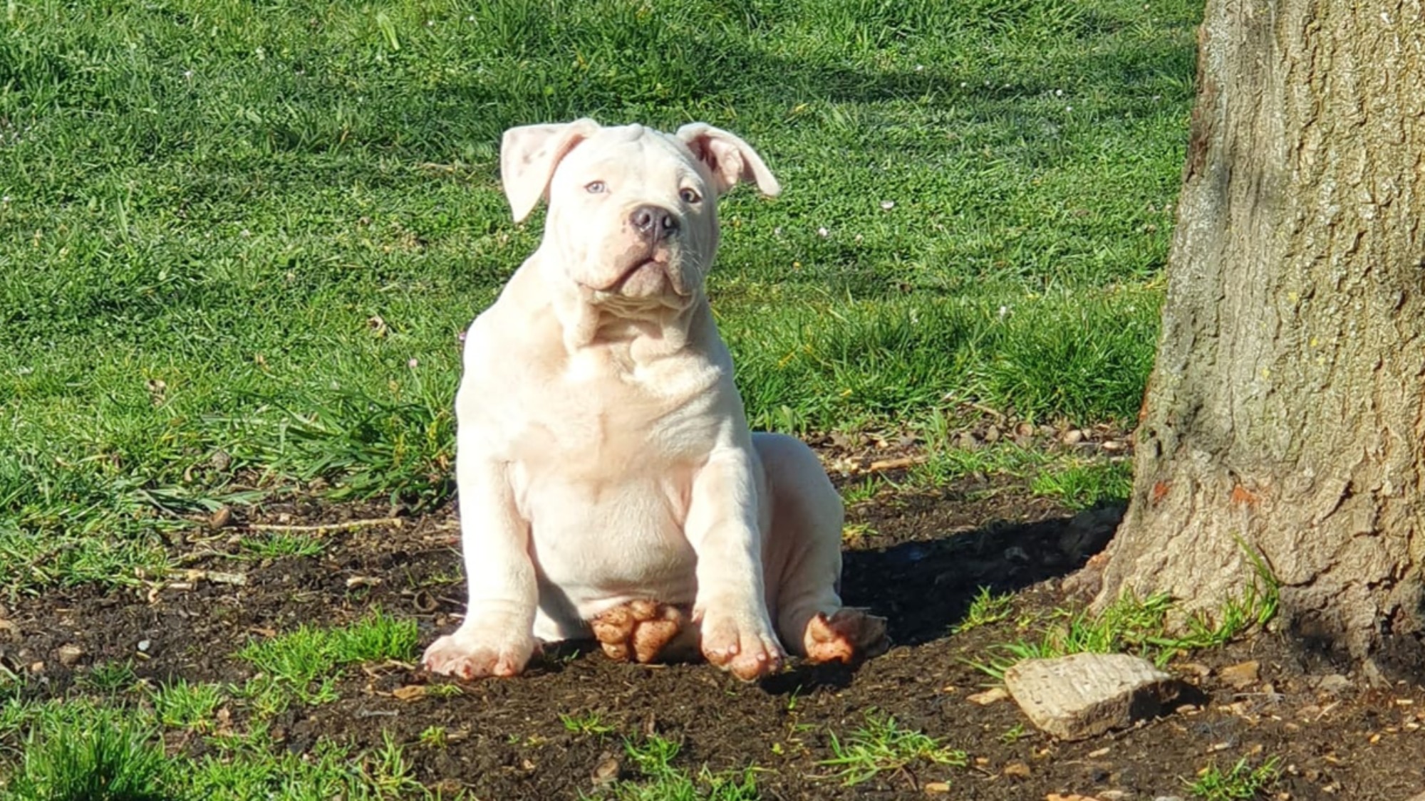 Chiot mâle bully xl
