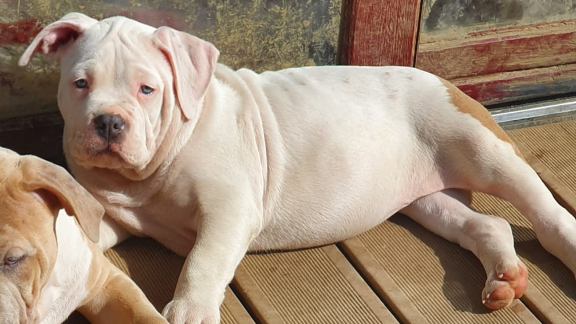 Chiot mâle bully xl