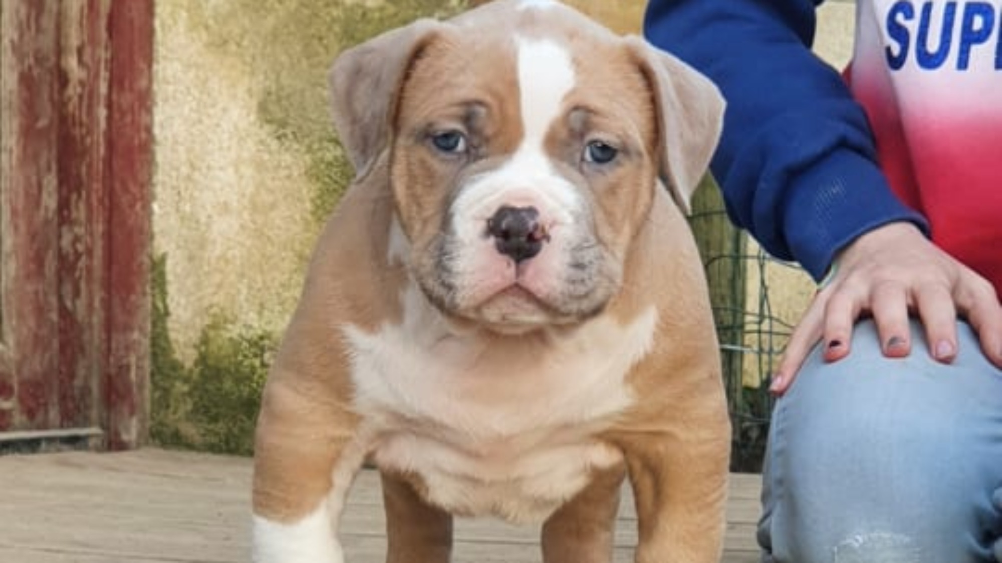 Chiot mâle bully xl