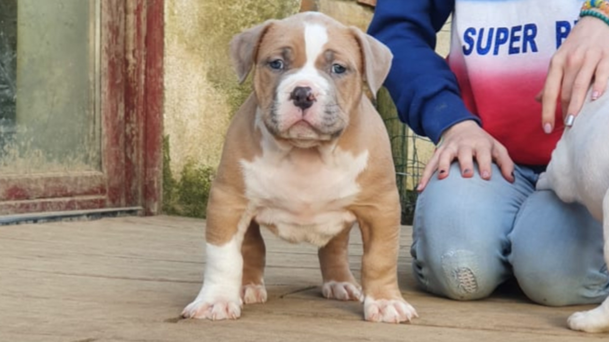 Chiot mâle bully xl