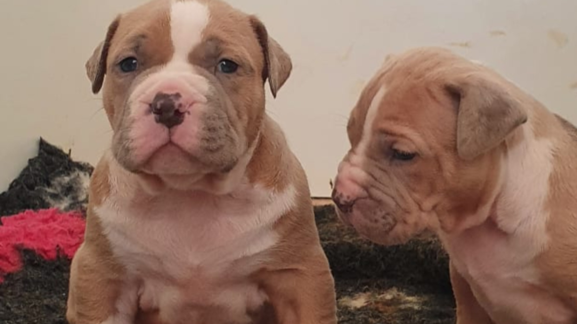 Chiot mâle bully xl