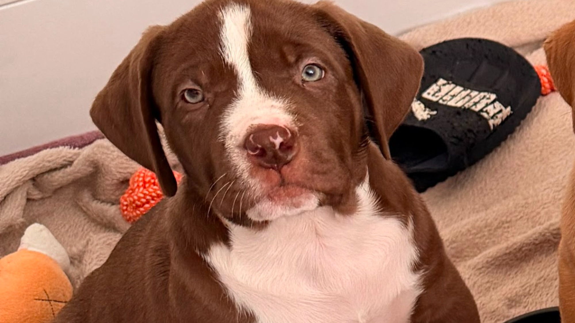 Chiot femelle bully xl chocolat