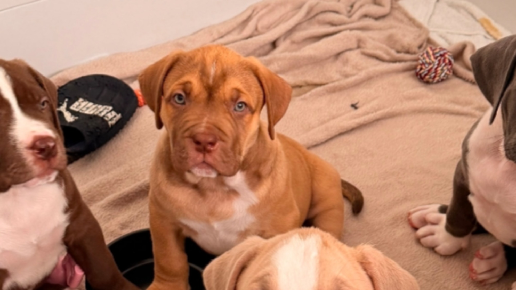 Chiot mâle bully xl red fawn aux yeux bleus à vendre