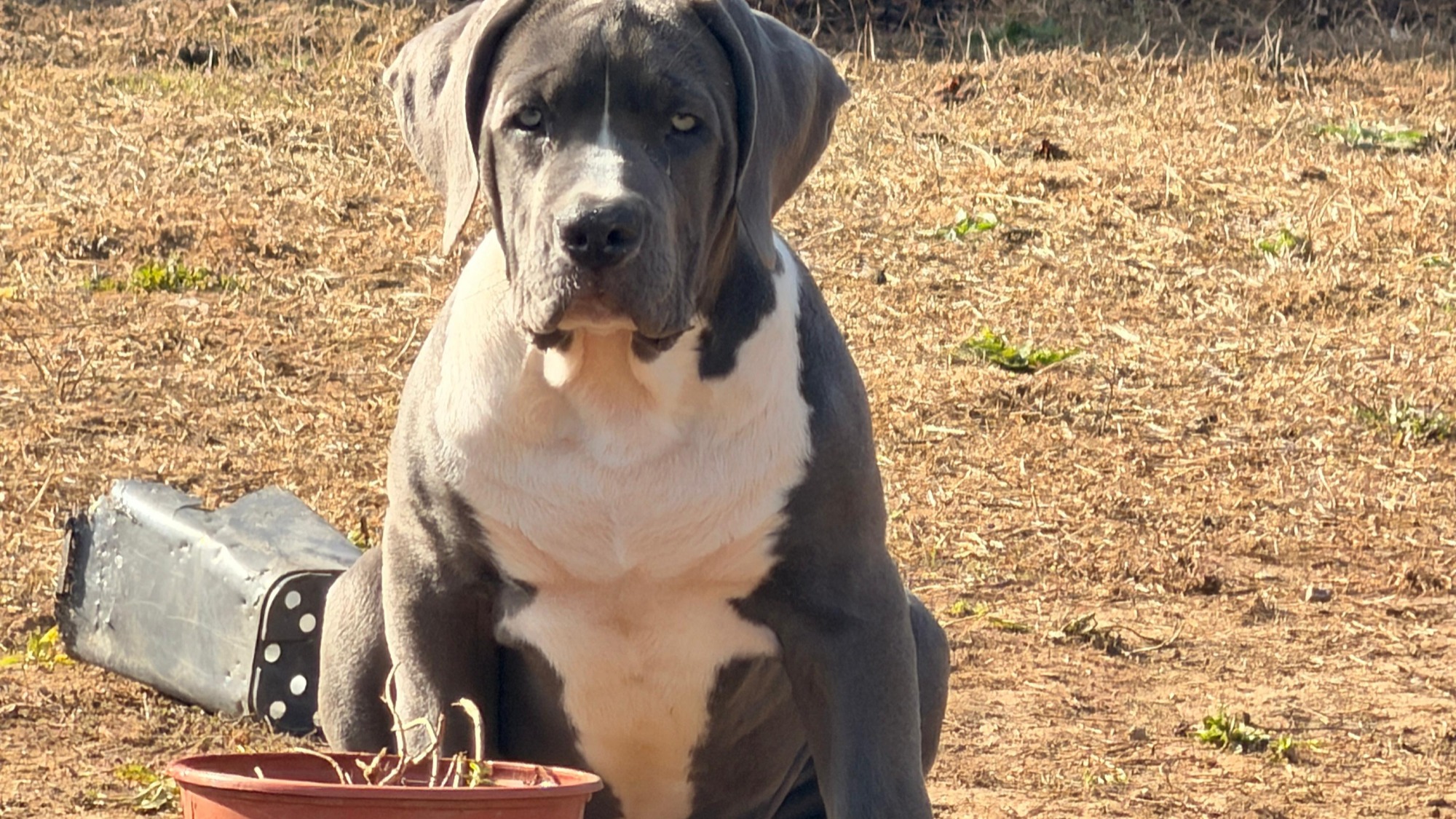 Chiot femelle bully xl bleu pan blanc à vendre