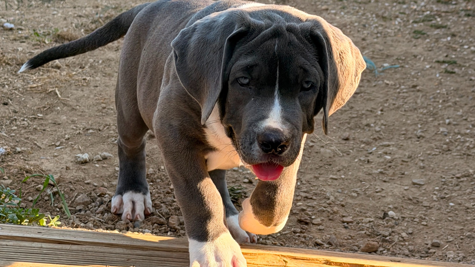 Chiot femelle bully xl bleu pan blanc à vendre