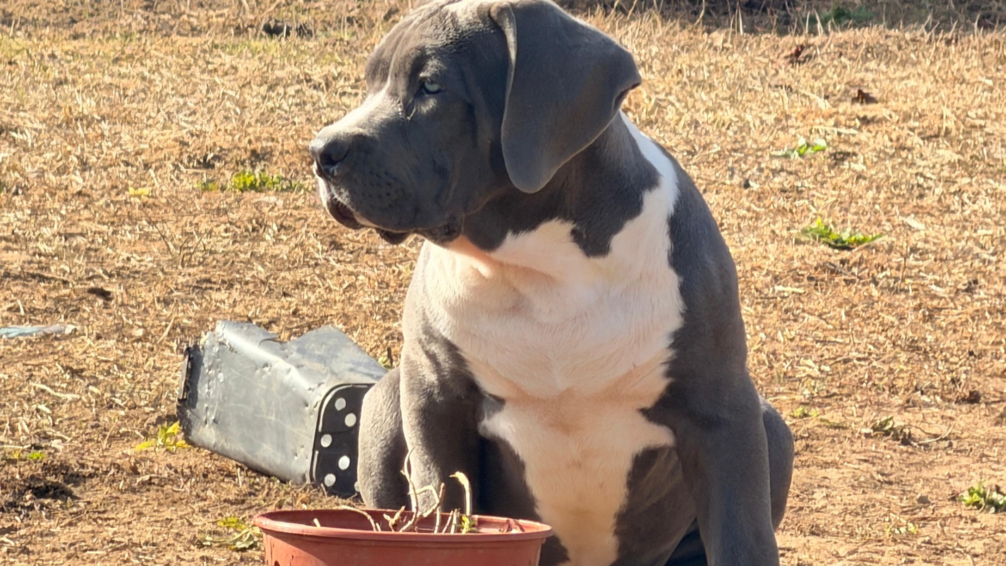 Chiot femelle bully xl bleu pan blanc à vendre