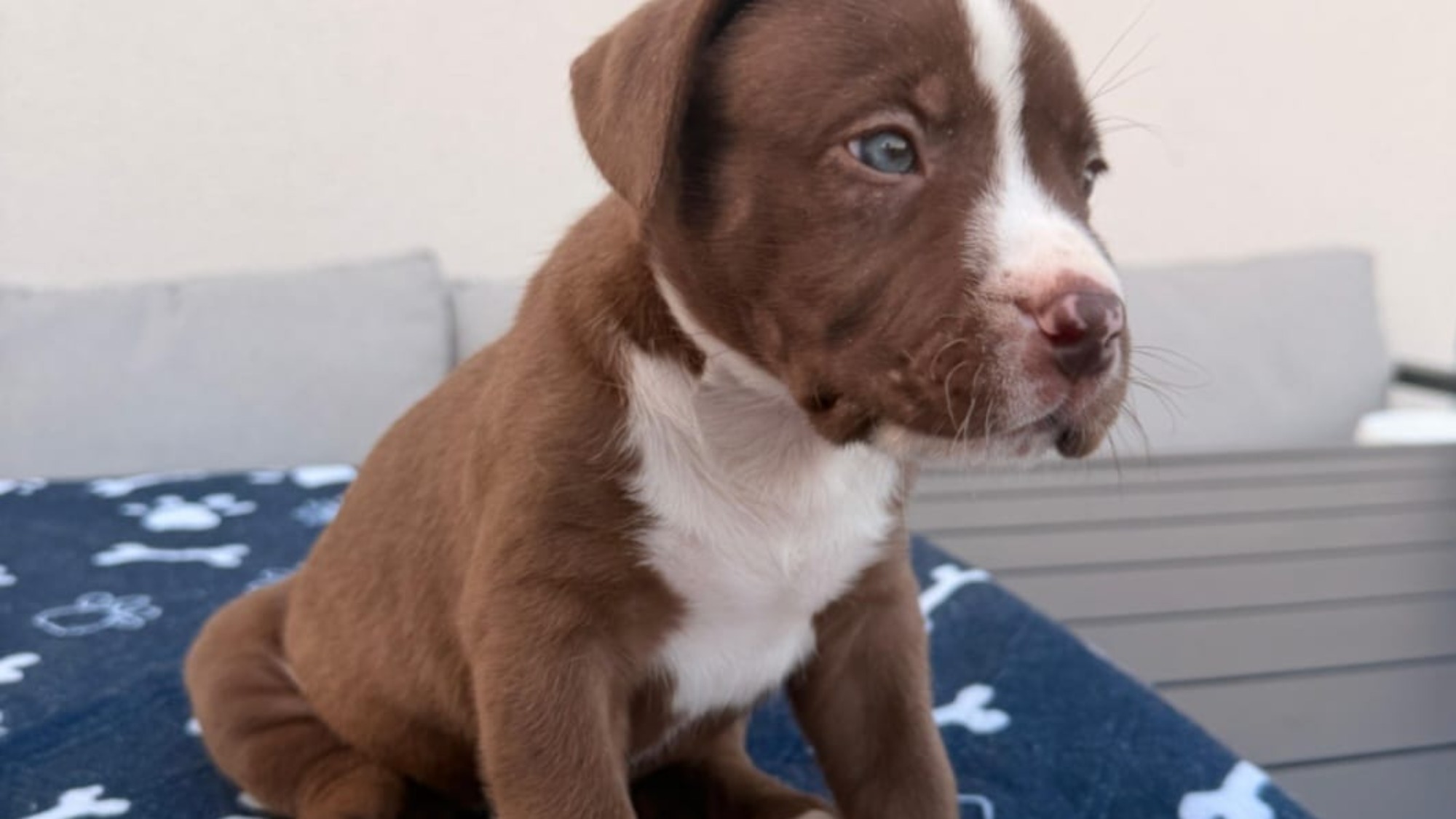 Chiot femelle bully xl chocolat aux yeux bleus