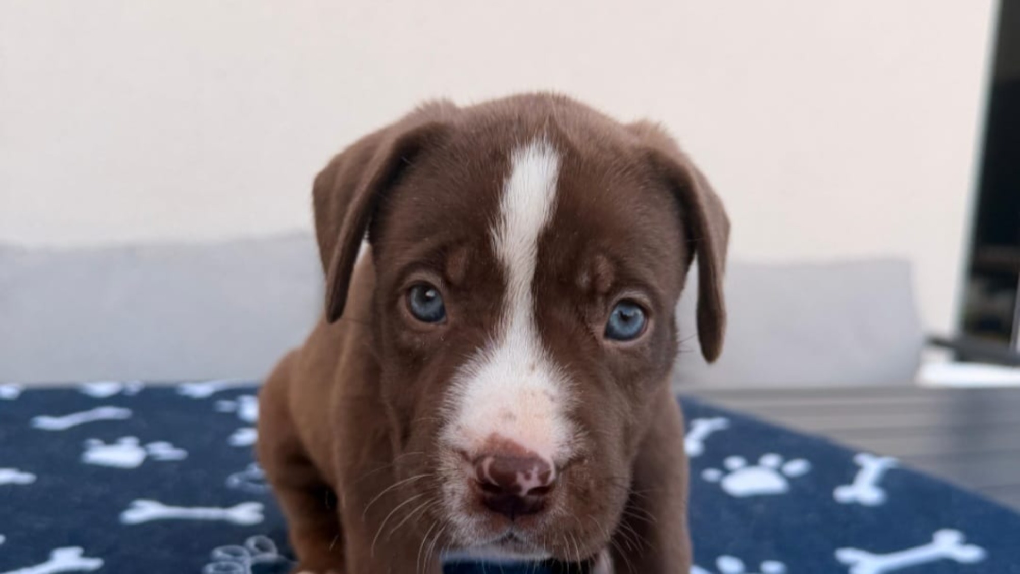 Chiot femelle bully xl chocolat aux yeux bleus