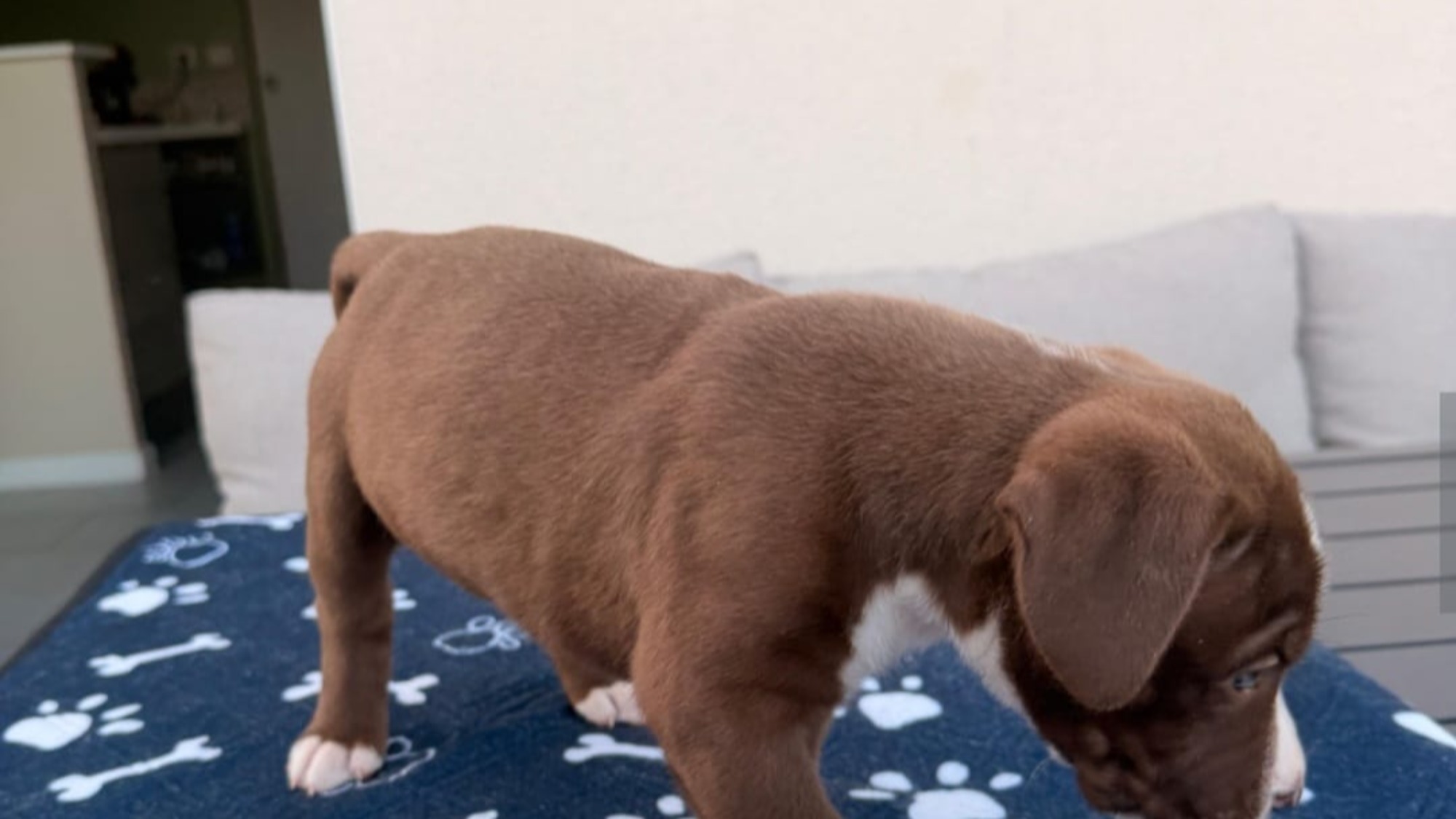 Chiot femelle bully xl chocolat aux yeux bleus