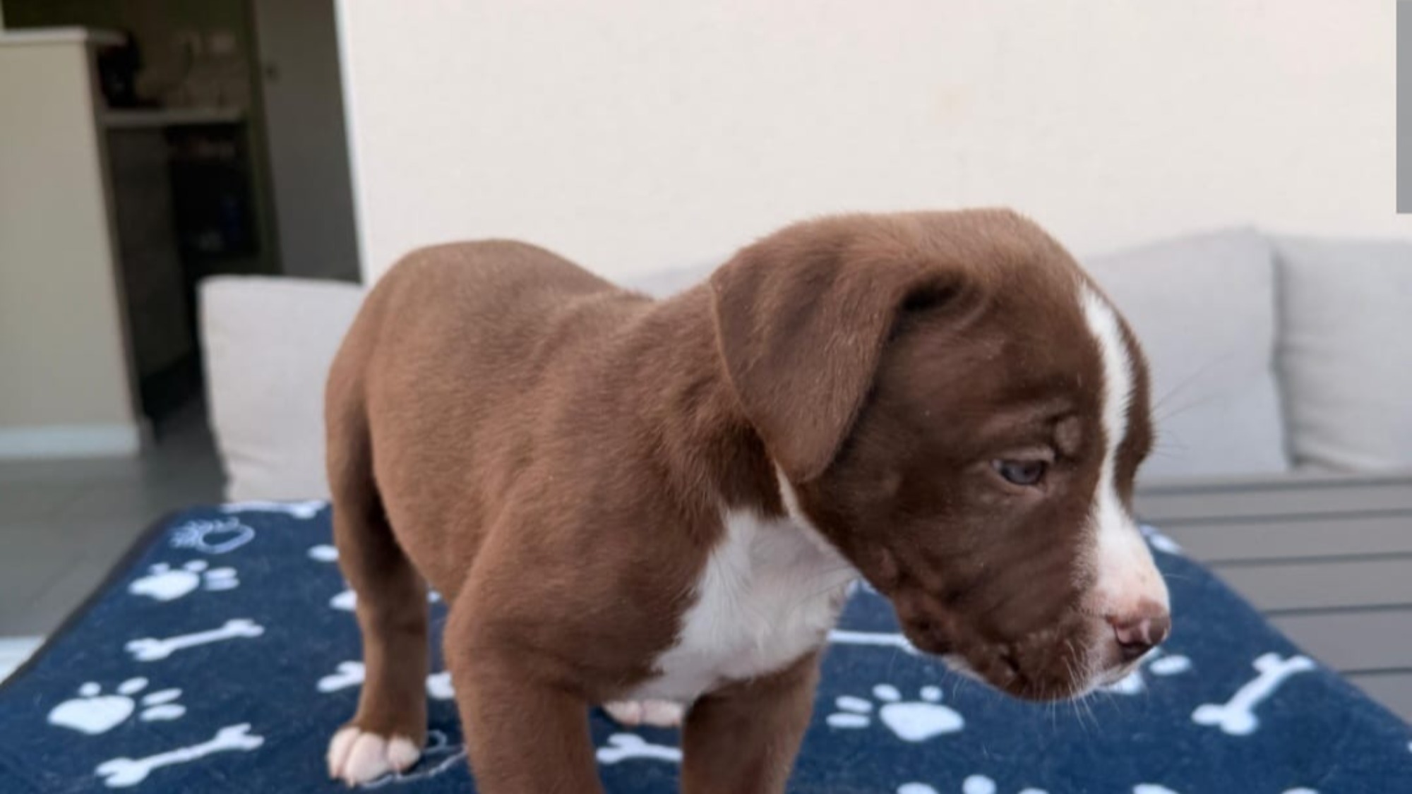 Chiot femelle bully xl chocolat aux yeux bleus