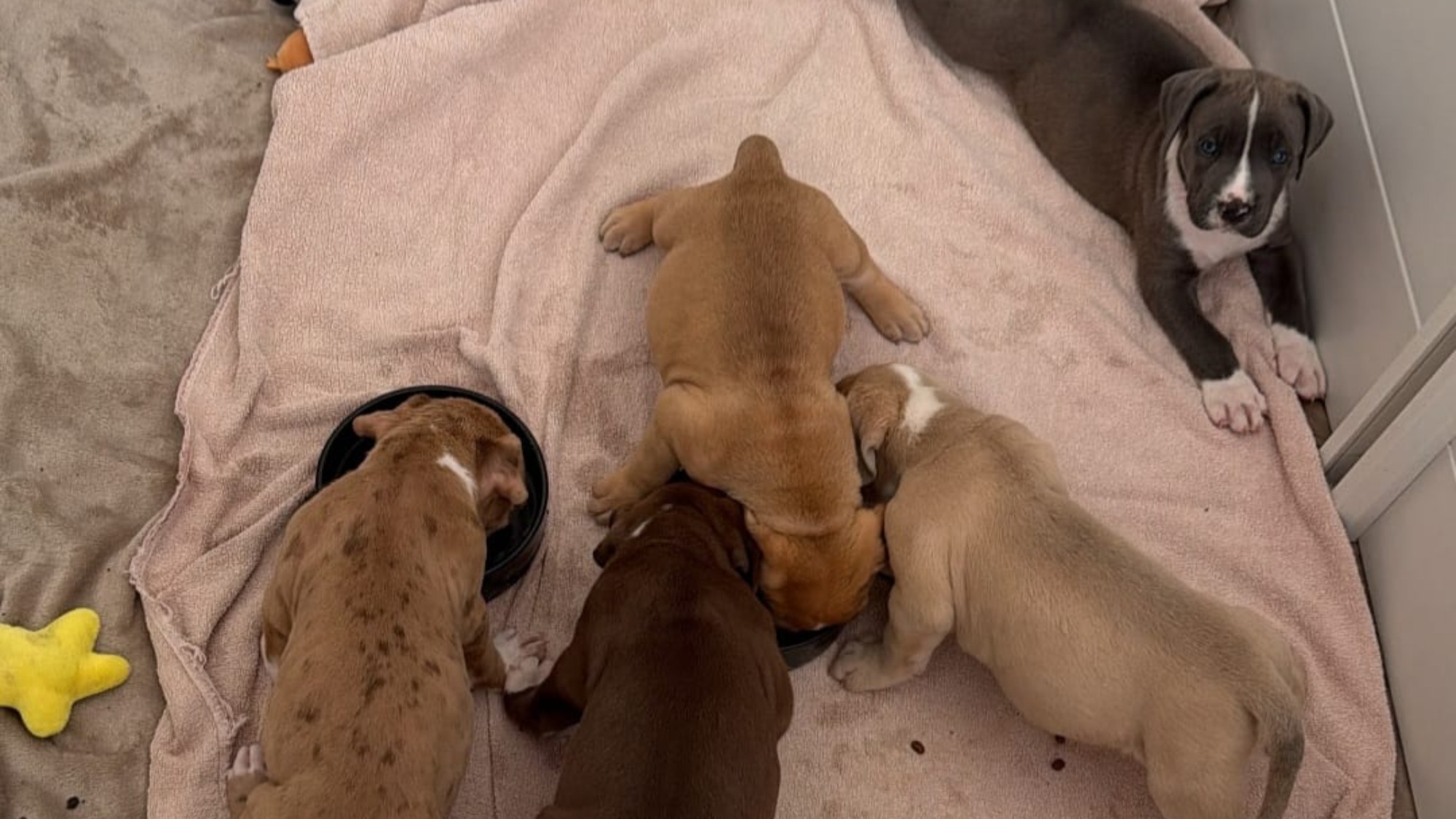 Chiot femelle bully xl chocolat aux yeux bleus