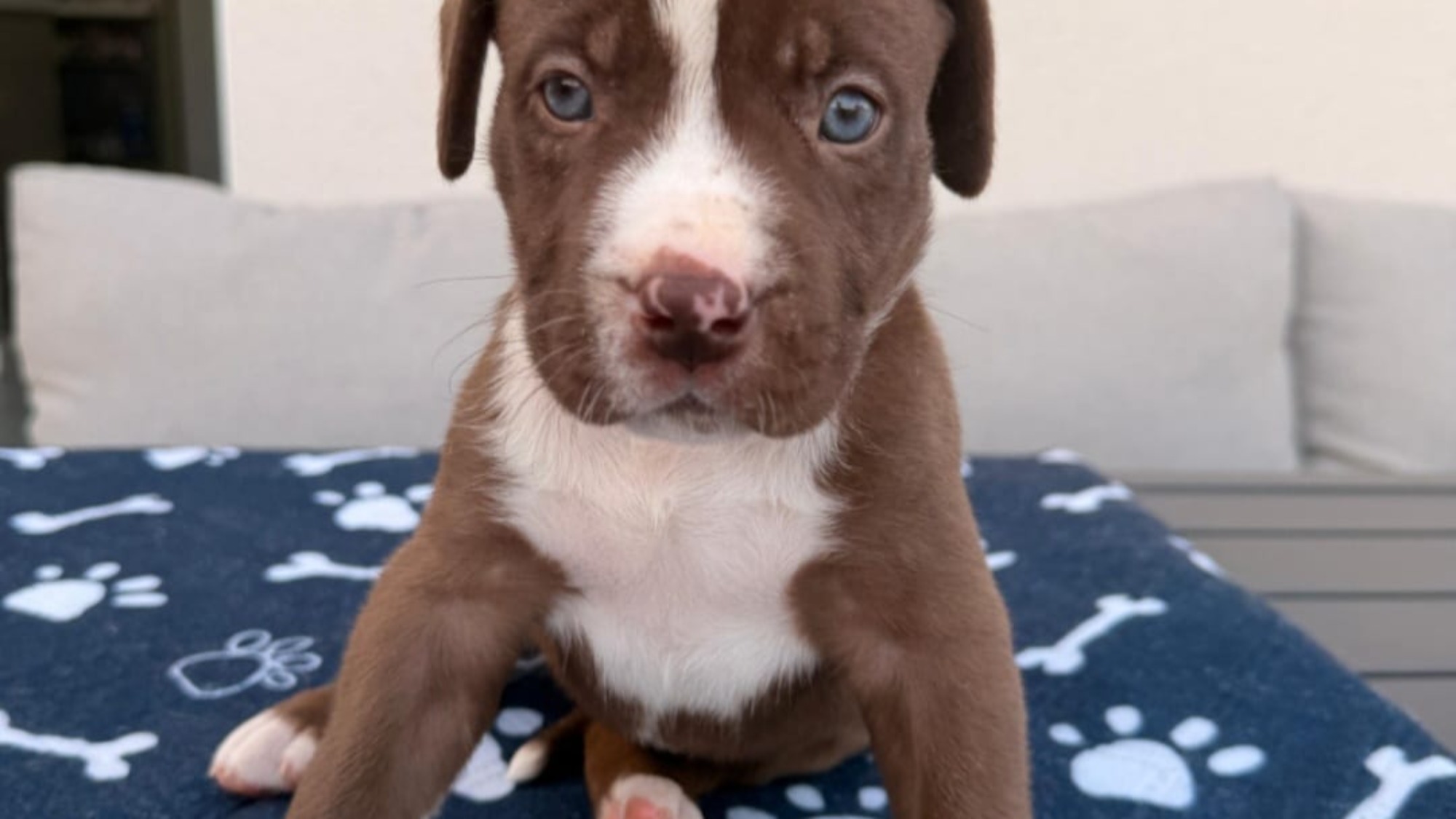 Chiot femelle bully xl chocolat aux yeux bleus