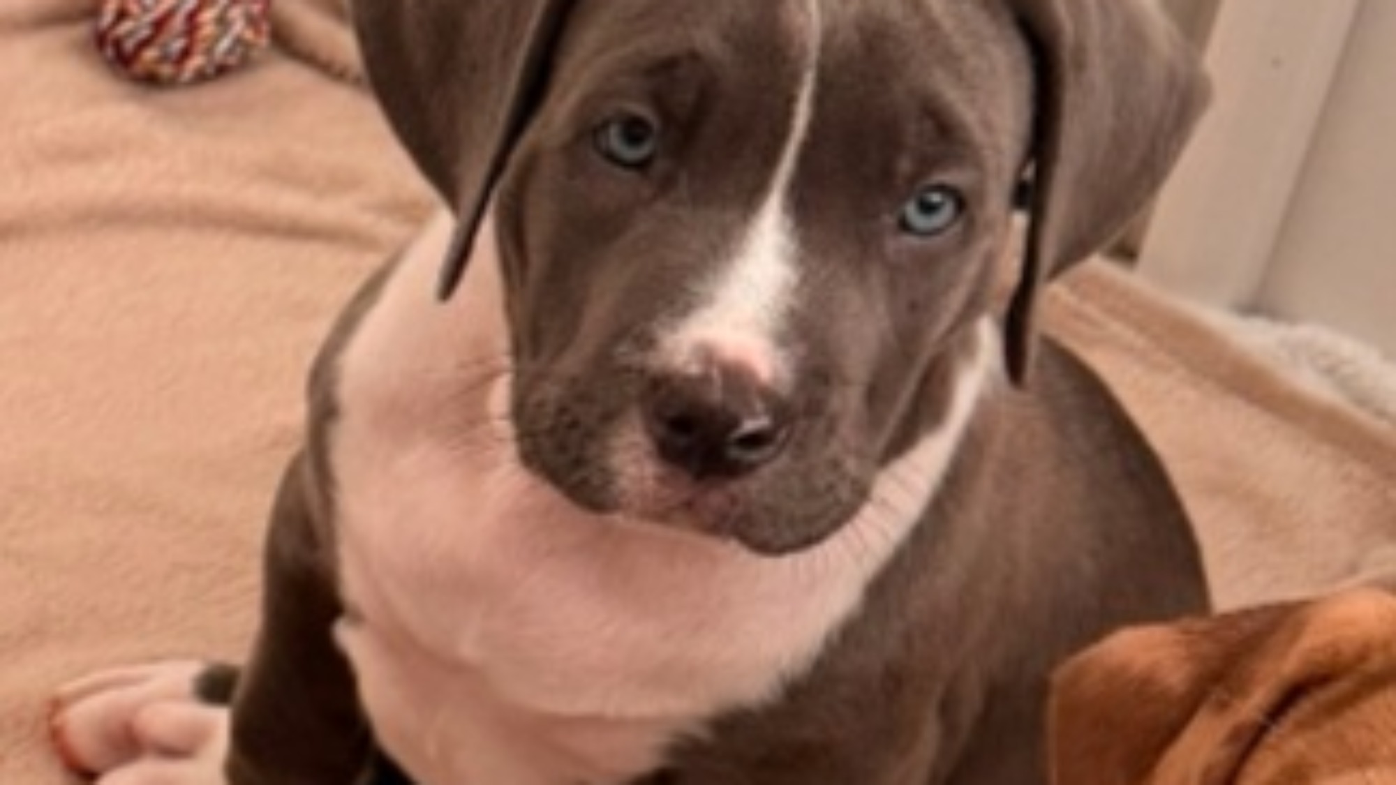Chiot femelle bully xl bleu pan blanc à vendre