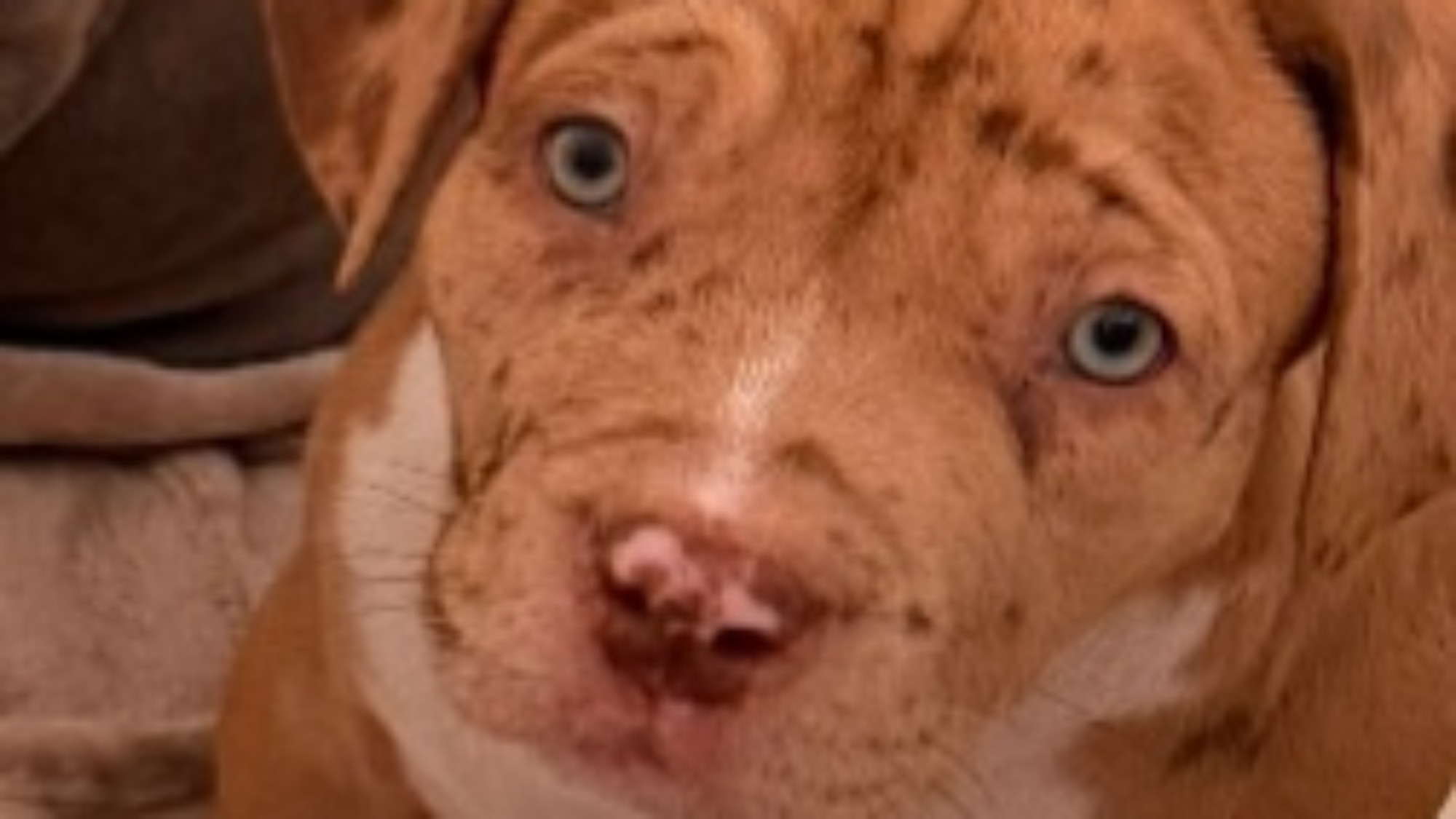 Chiot femelle bully xl red fawn merle