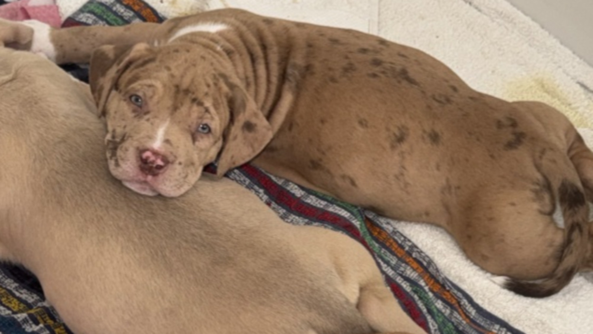 Chiot femelle bully xl red fawn merle