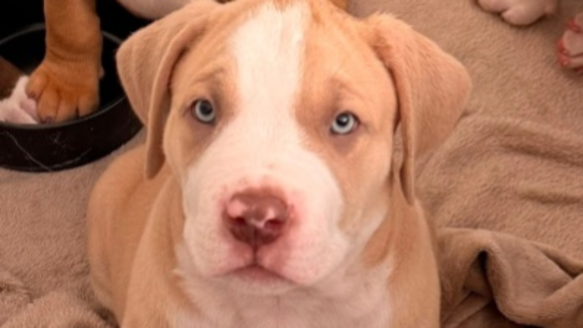 Boss mâle bully xl champagne Chiot mâle bully xl champagne