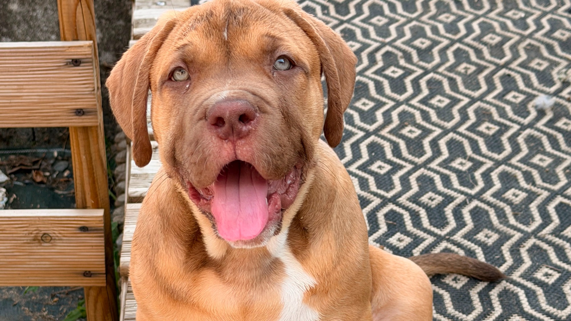 Chiot mâle bully xl red fawn à vendre