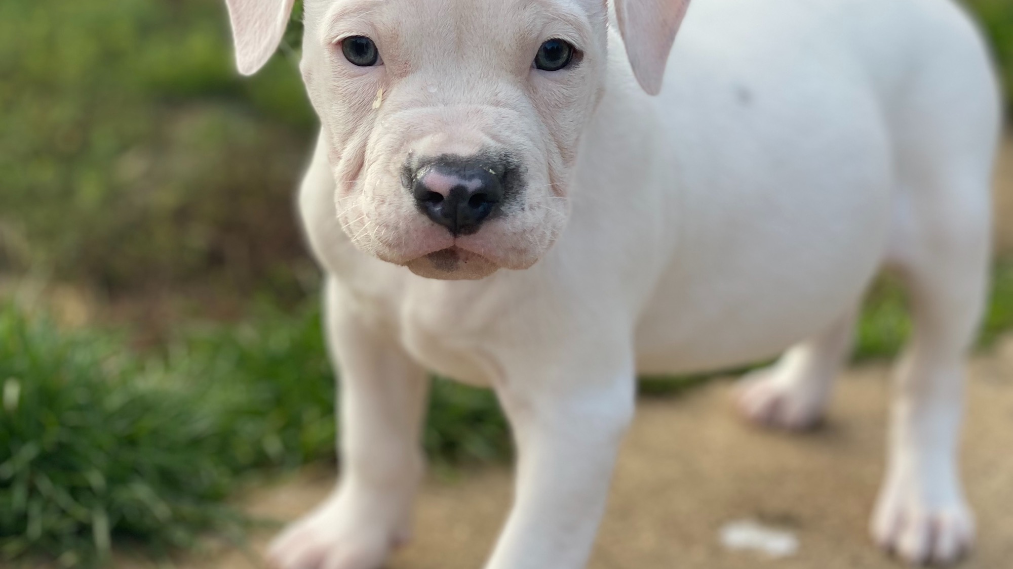 Chiot femelle bully xl blanche Chiot femelle bully xl blanche