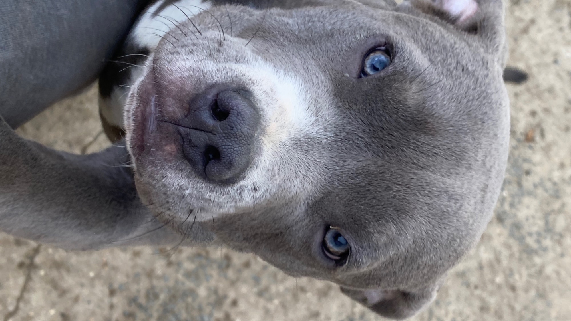 Prada femelle bully xl Chiot femelle bully xl