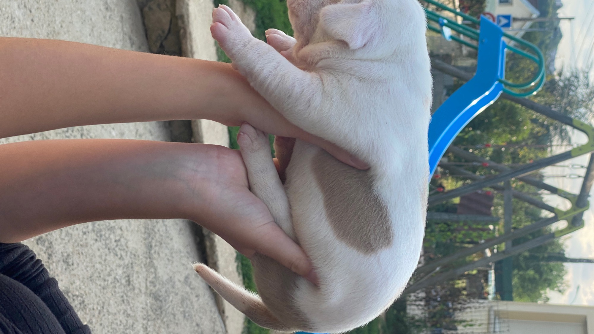 Chiot mâle bully xl Chiot mâle bully xl