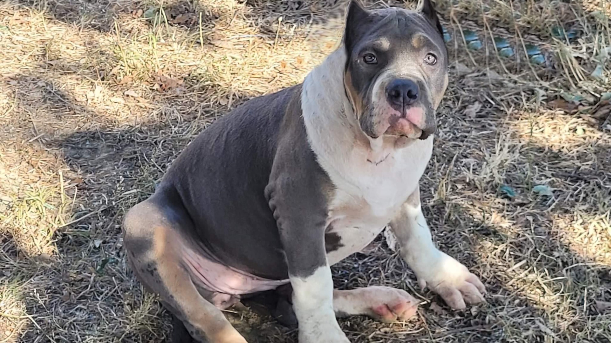 Chiot femelle bully xl trico trico bleu