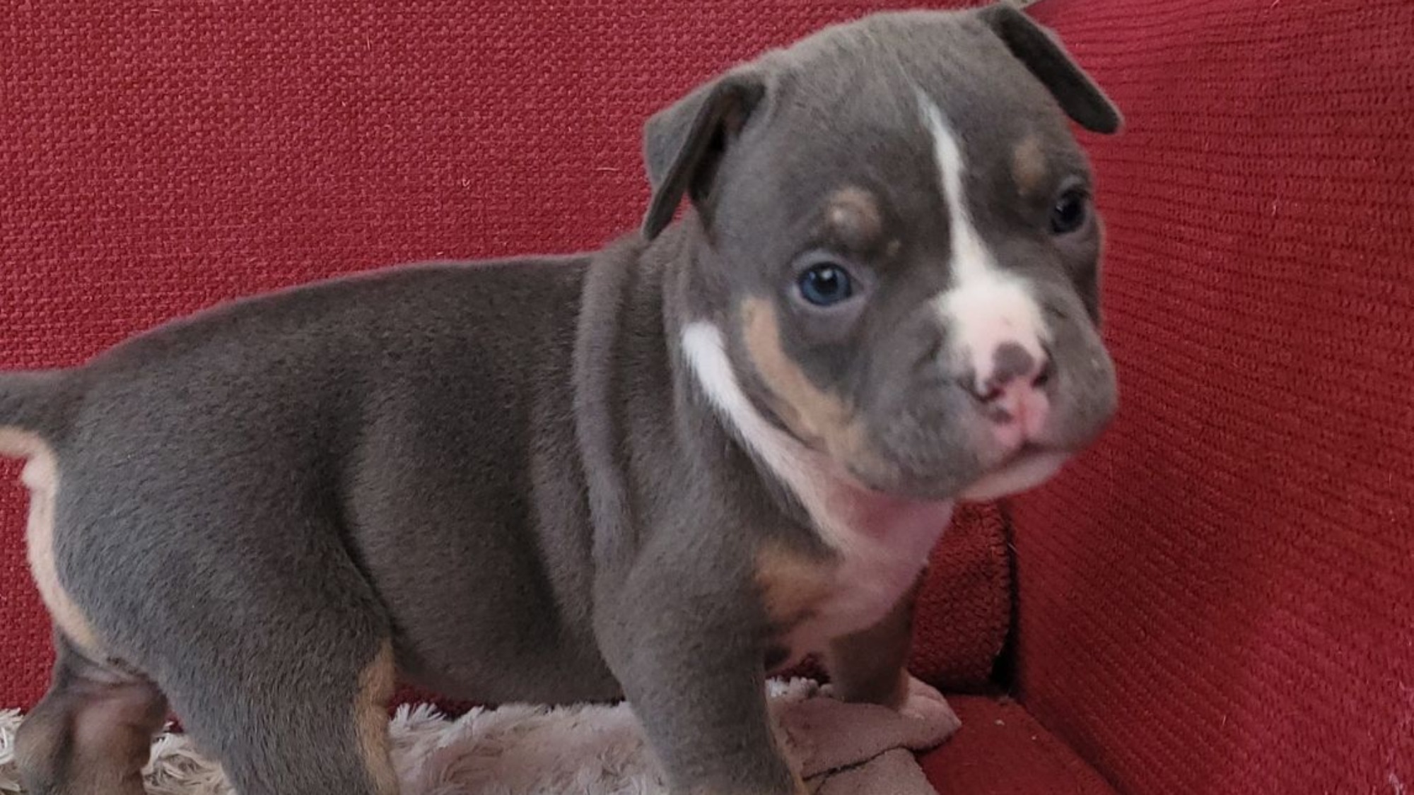 Chiot mâle bully xl trico trico bleu