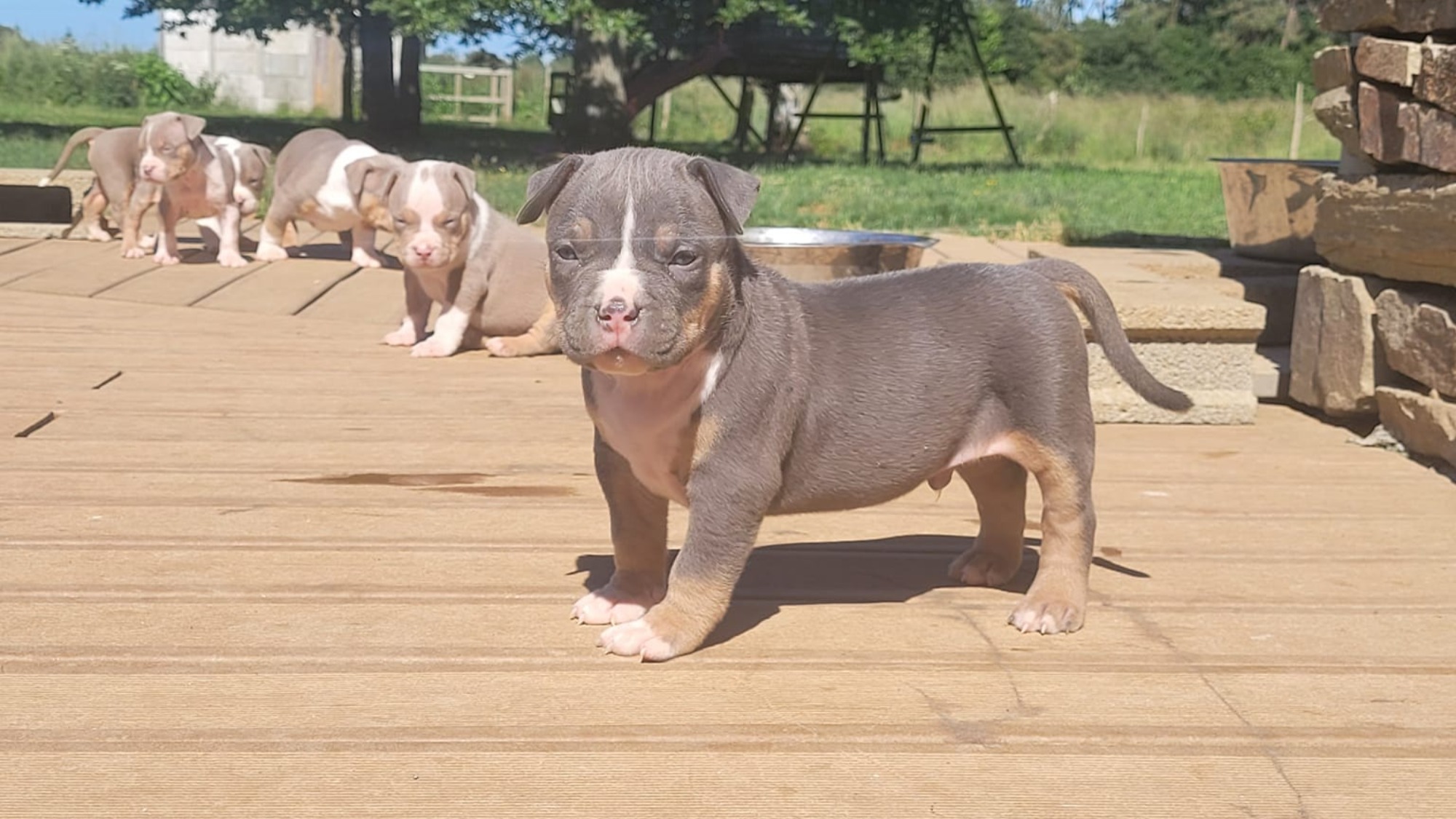 Chiot mâle bully xl trico trico bleu