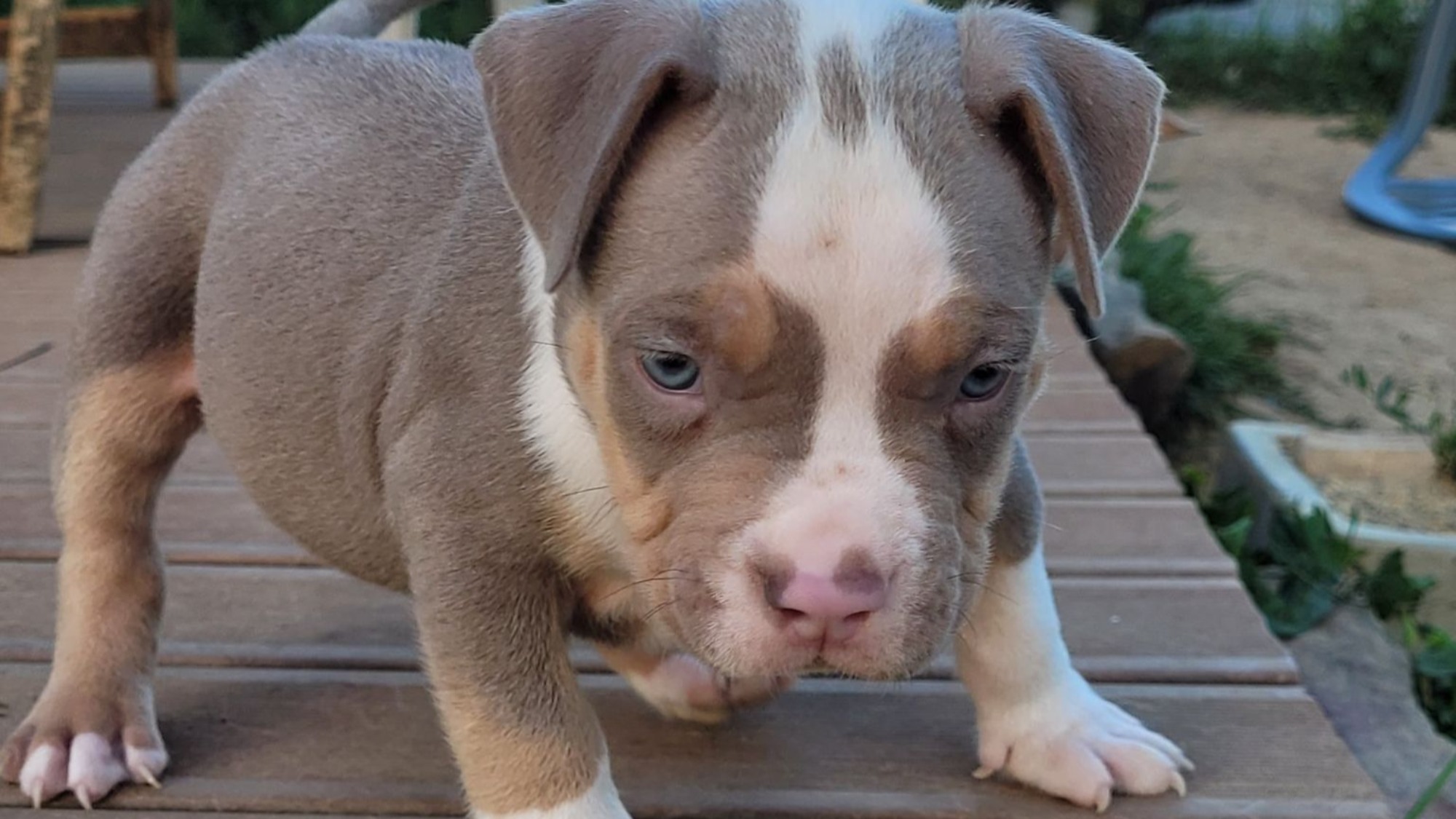 Chiot mâle bully xl trico trico lilac aux yeux bleus